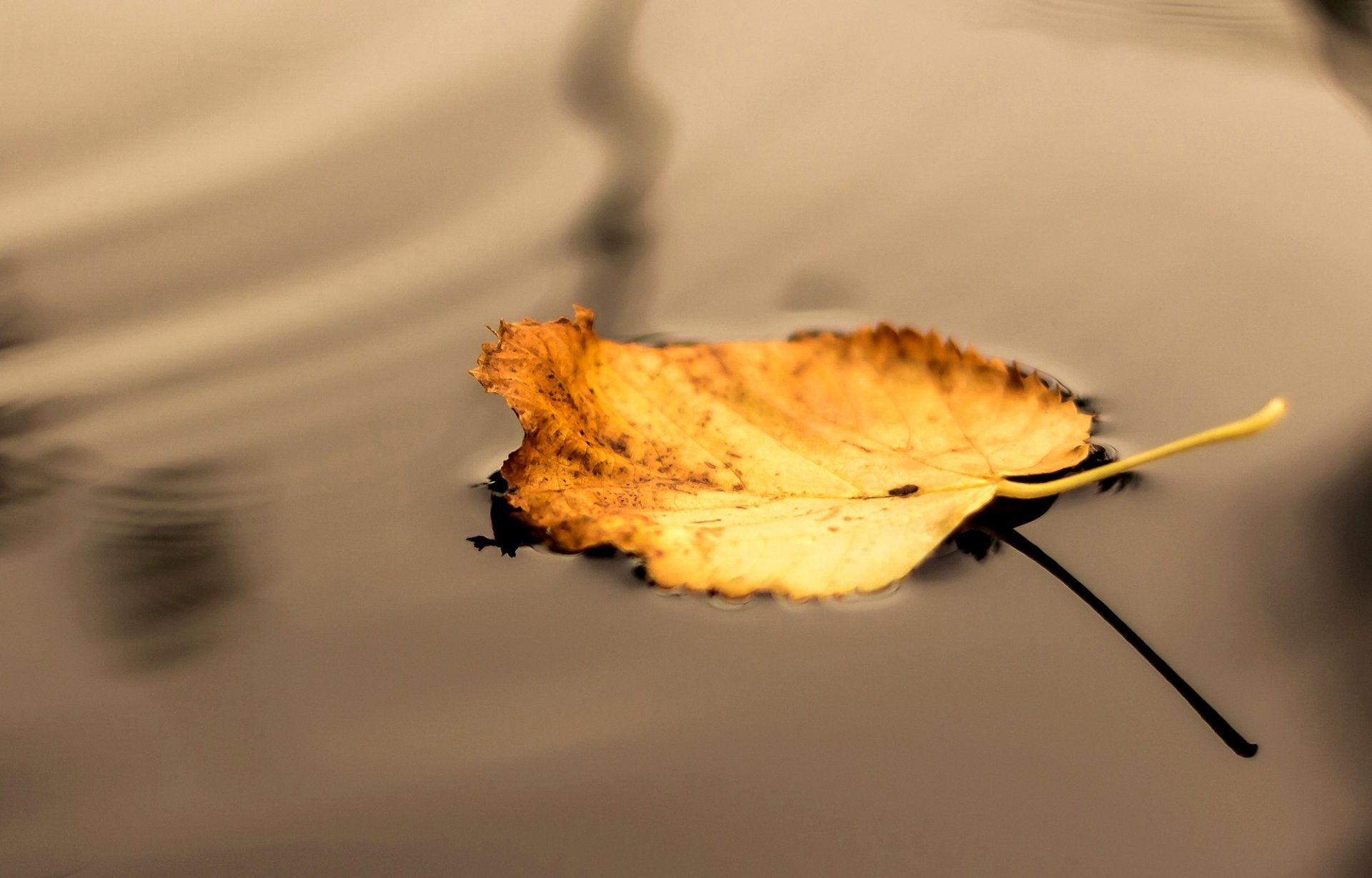 liść żółty woda cień natura makro jesień