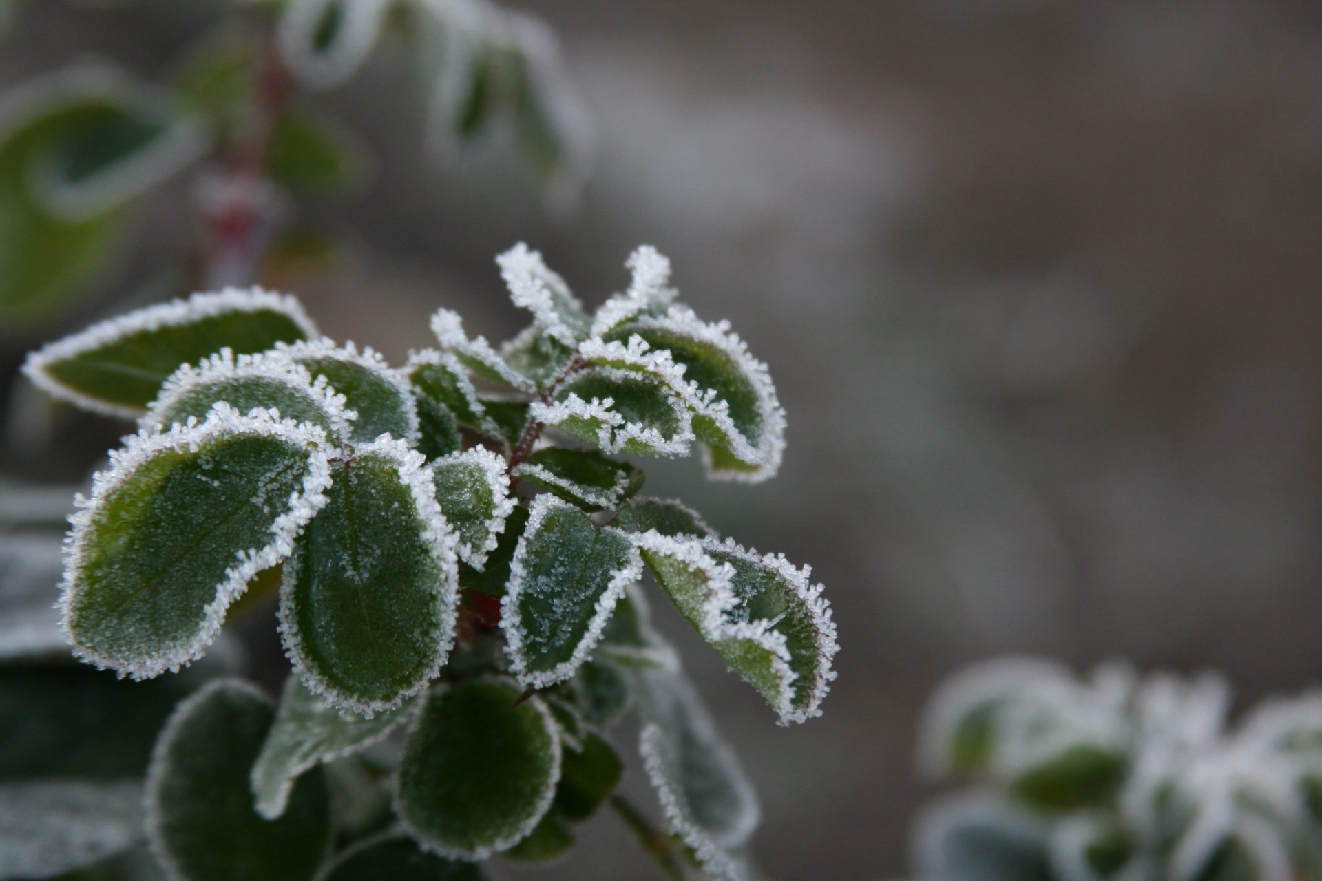 sfondo carta da parati macro natura pianta gelo neve freddo inverno foglie gelo