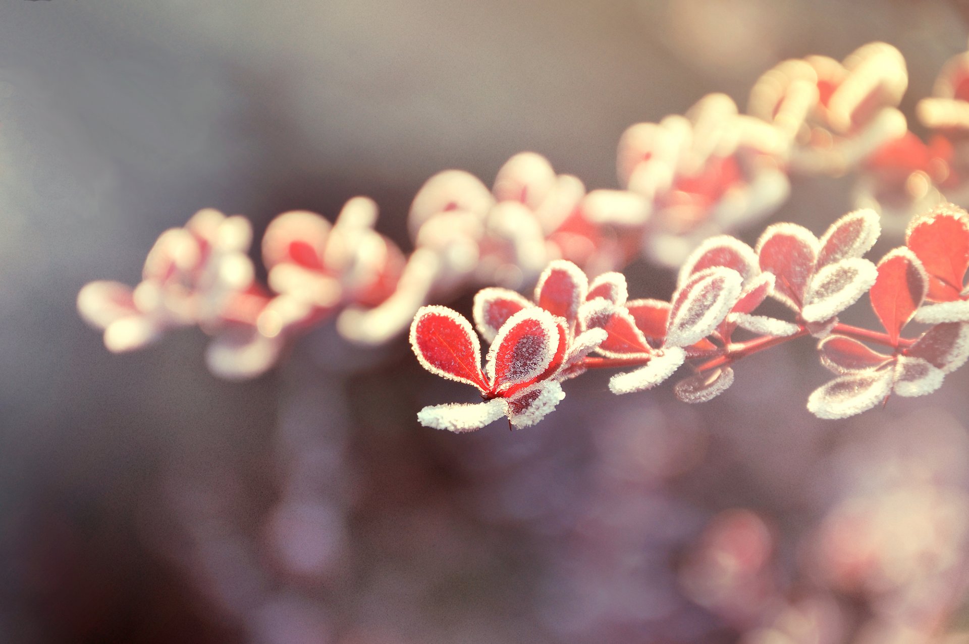 close up leaves flowers red ice crystal