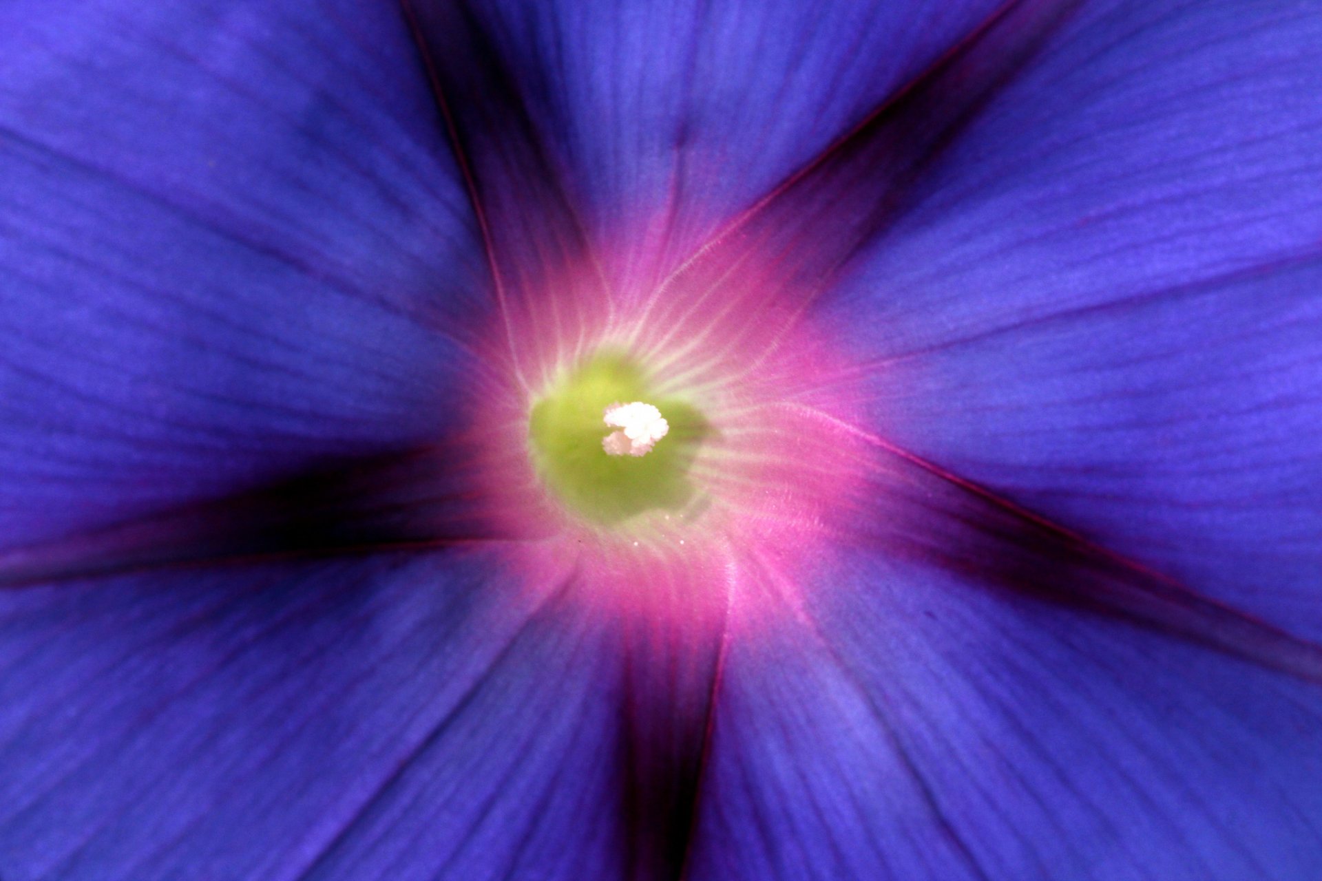 ipomoea blue flower petals close up focu