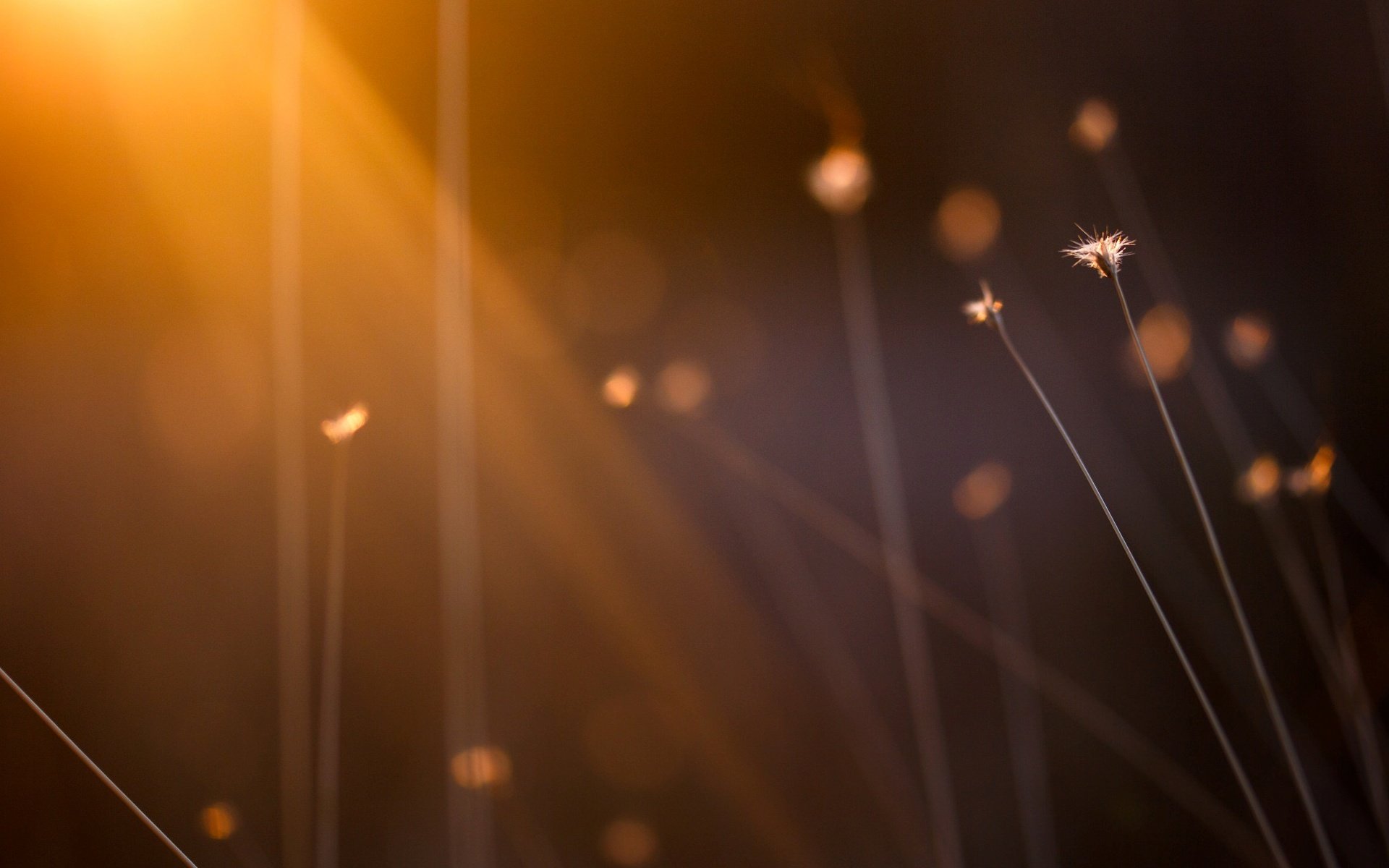 makro pflanze stamm unschärfe sonne strahlen bokeh morgen tag hintergrund tapete widescreen vollbild widescreen