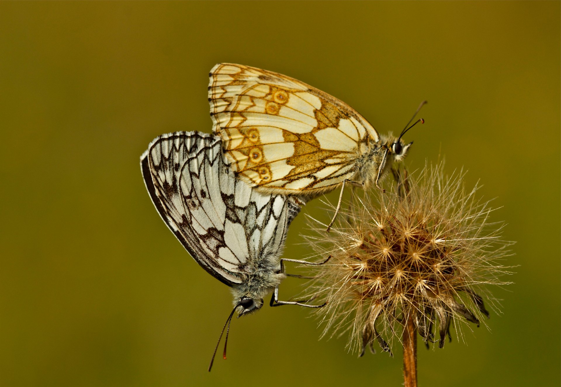 flor mariposas planta polilla