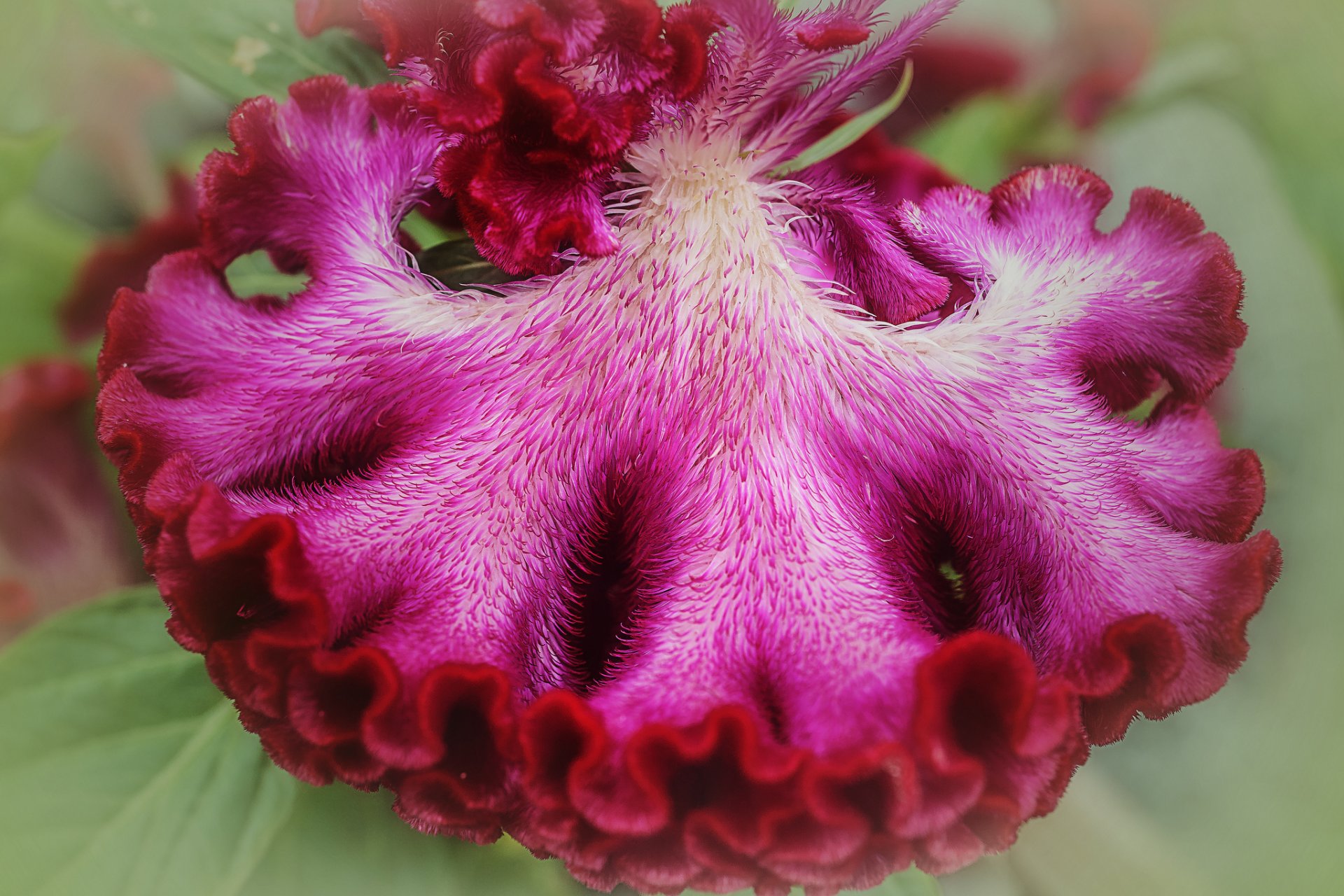 celosia capesante di gallo fiore rosso-rosa