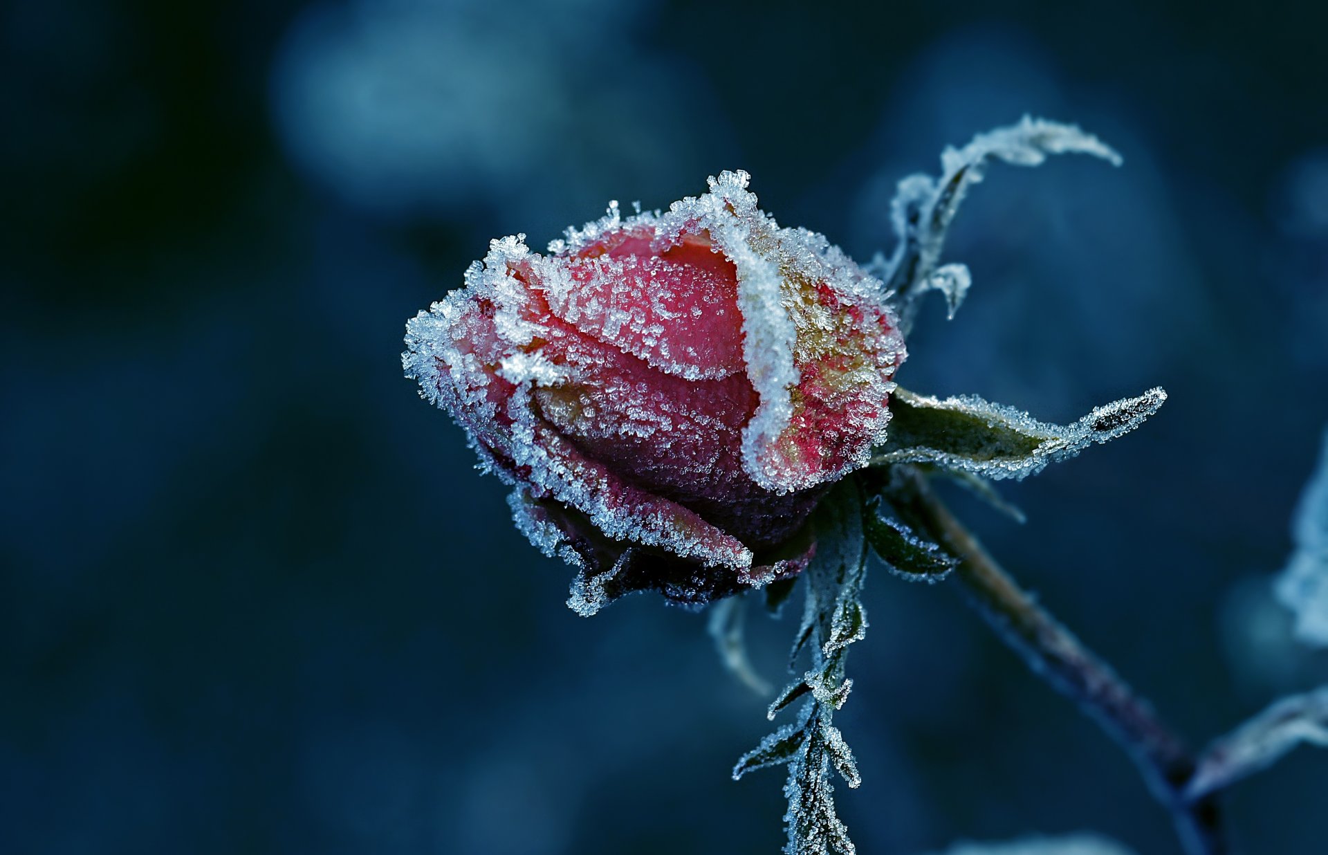 rose knospe frost