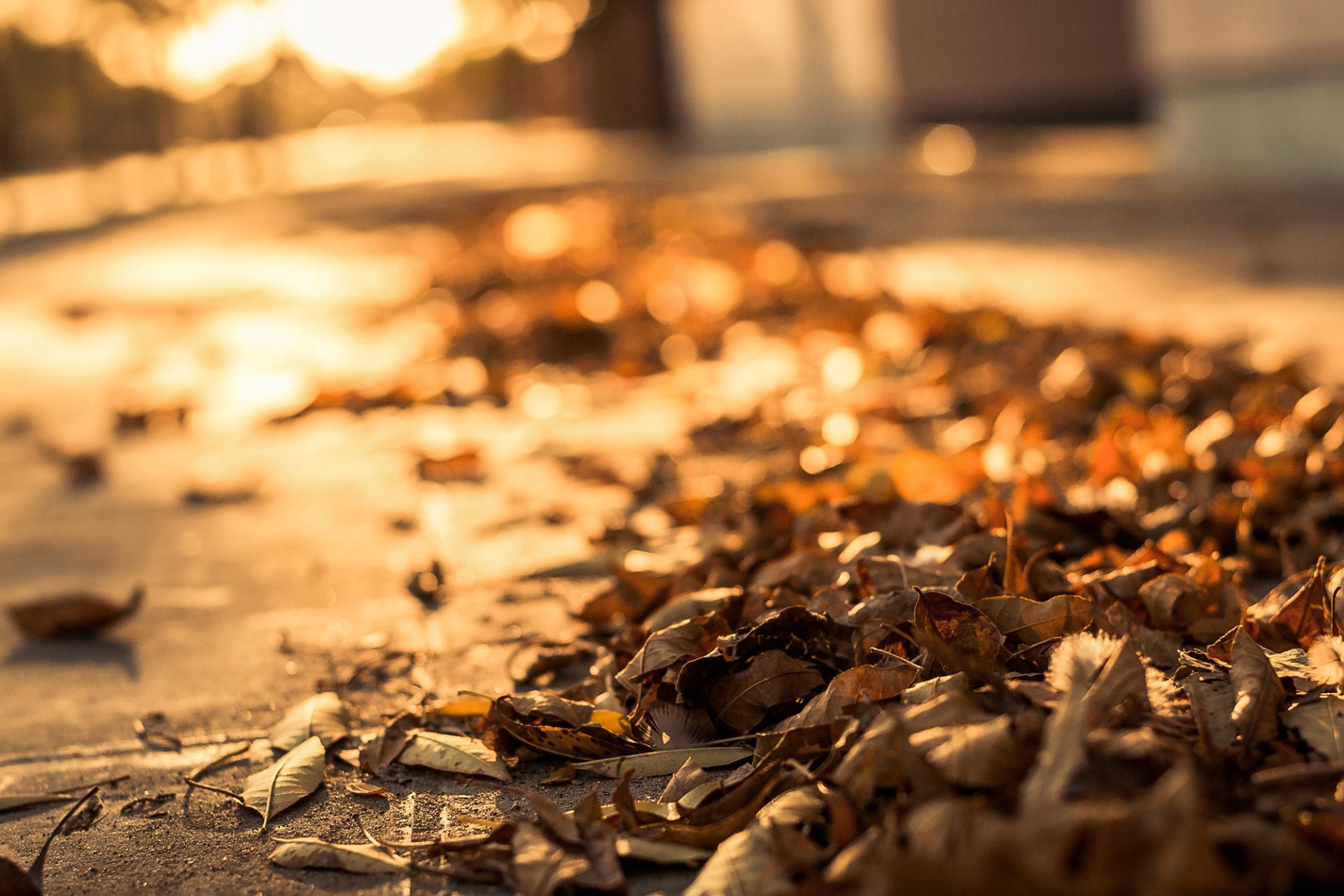 foglie asciutto strada marciapiede autunno macro bokeh