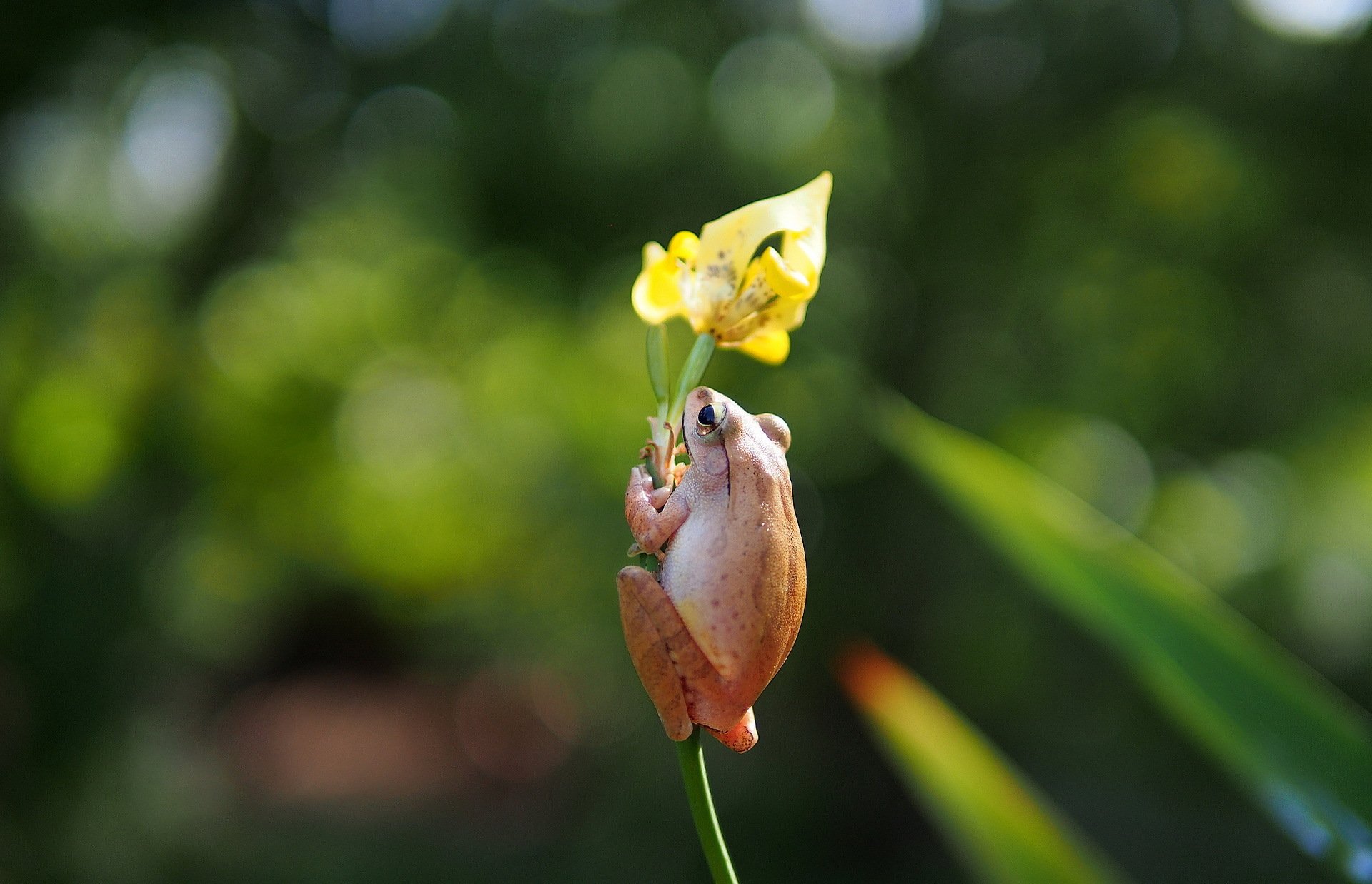 fleur jaune iris grenouille boisé à poitrine blanche