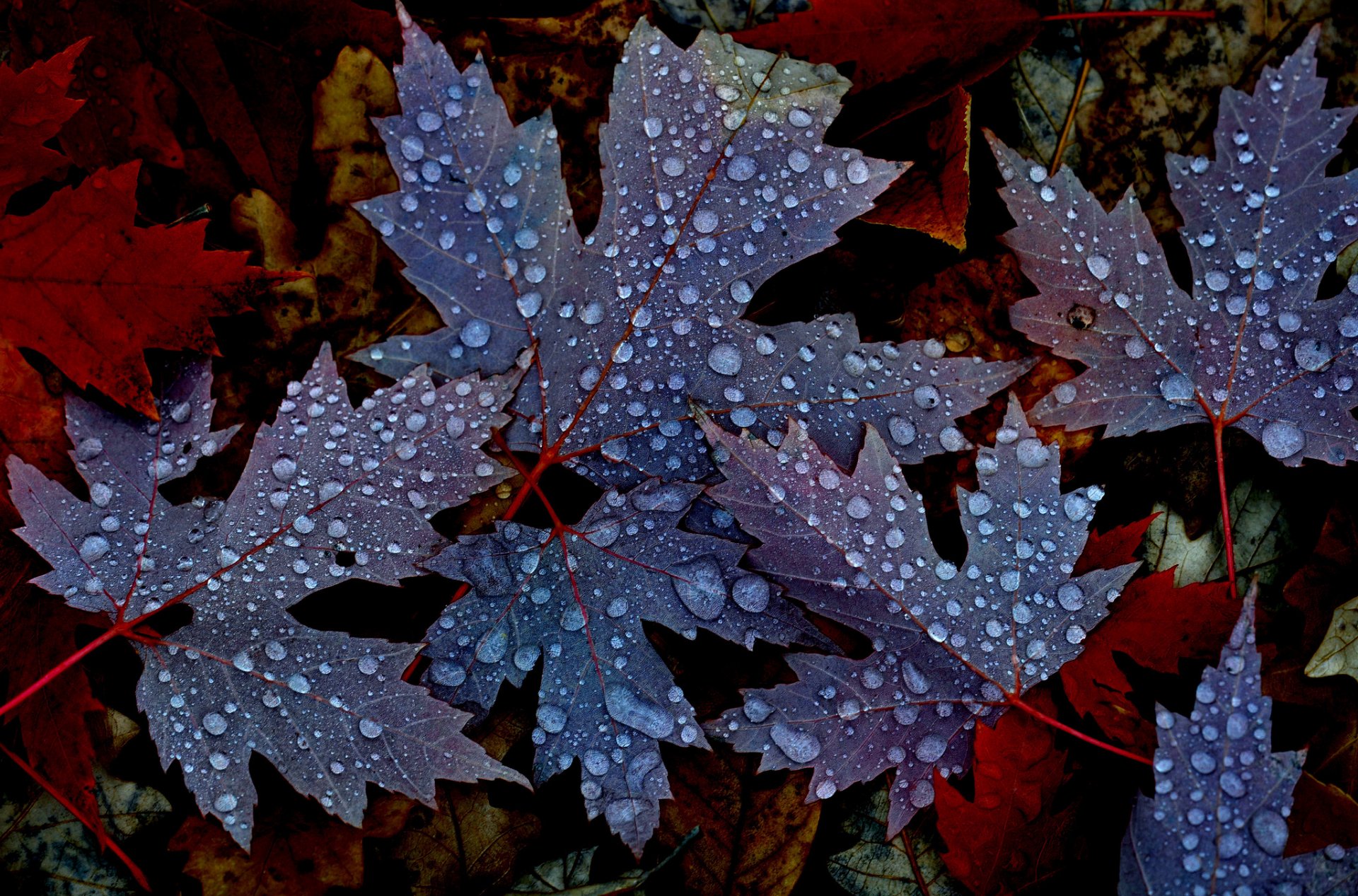 blätter ahorn herbst natur tropfen tau wasser