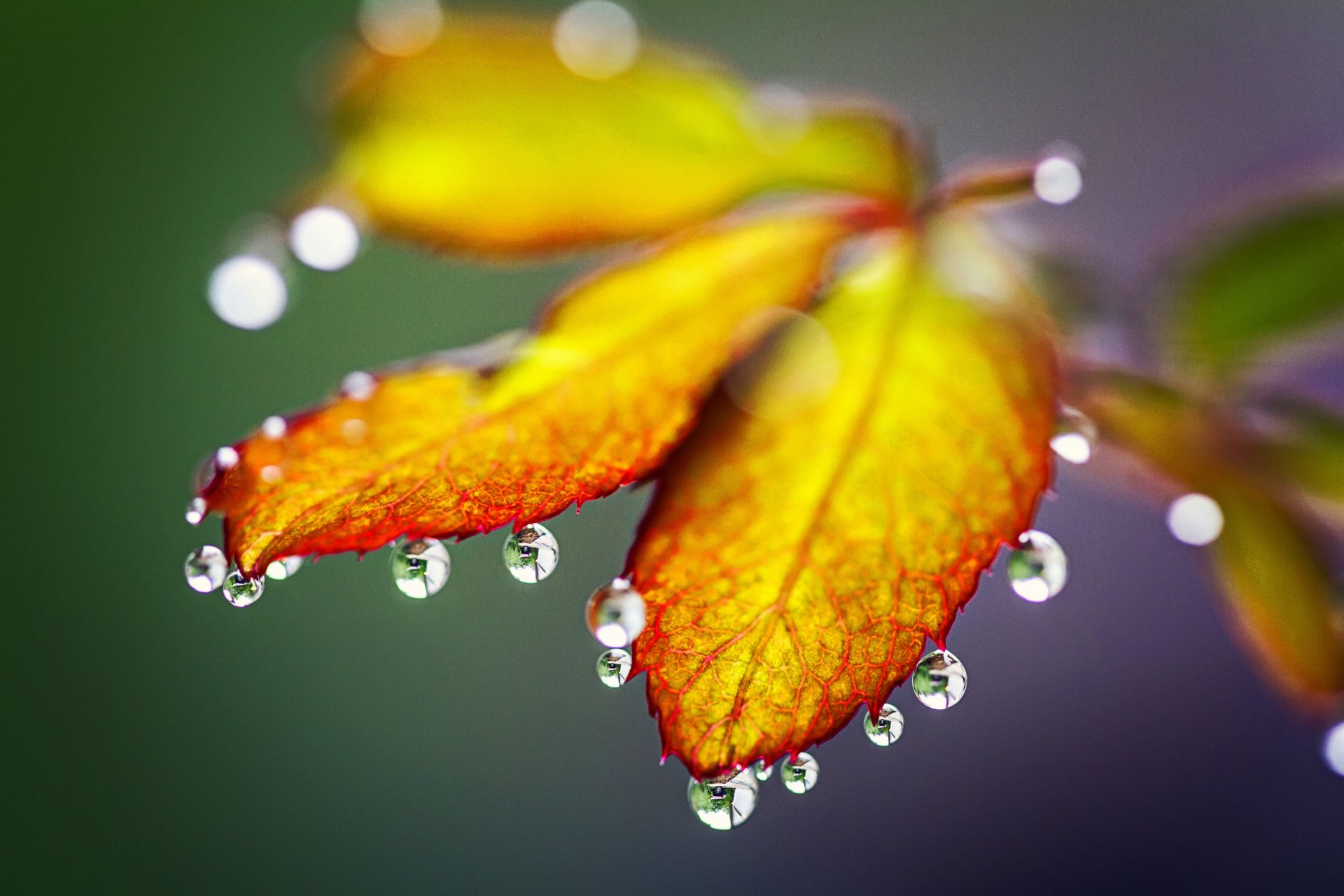 gotas lluvia otoño hojas naturaleza