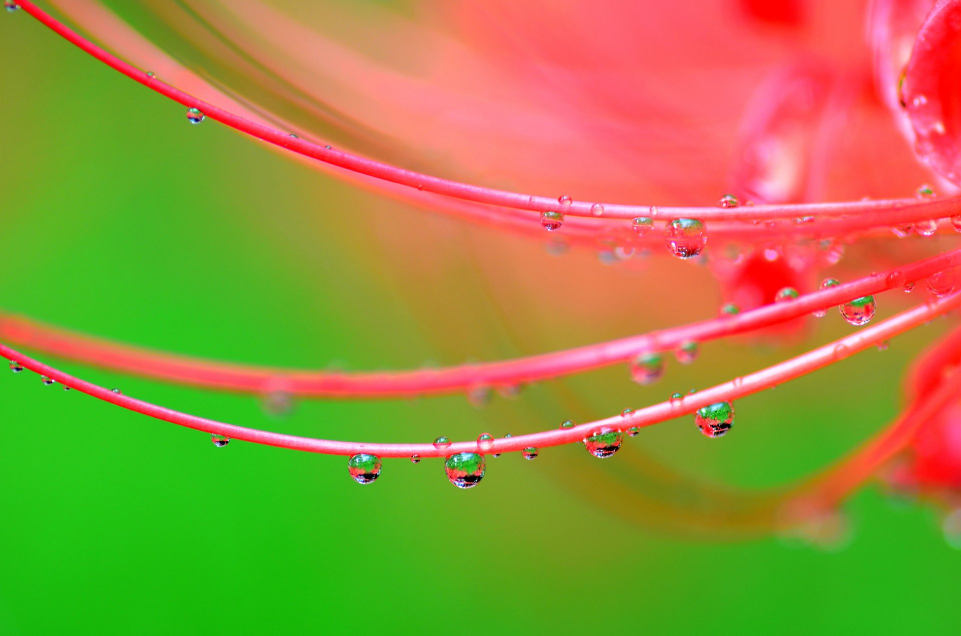 fiore petali gocce acqua rugiada