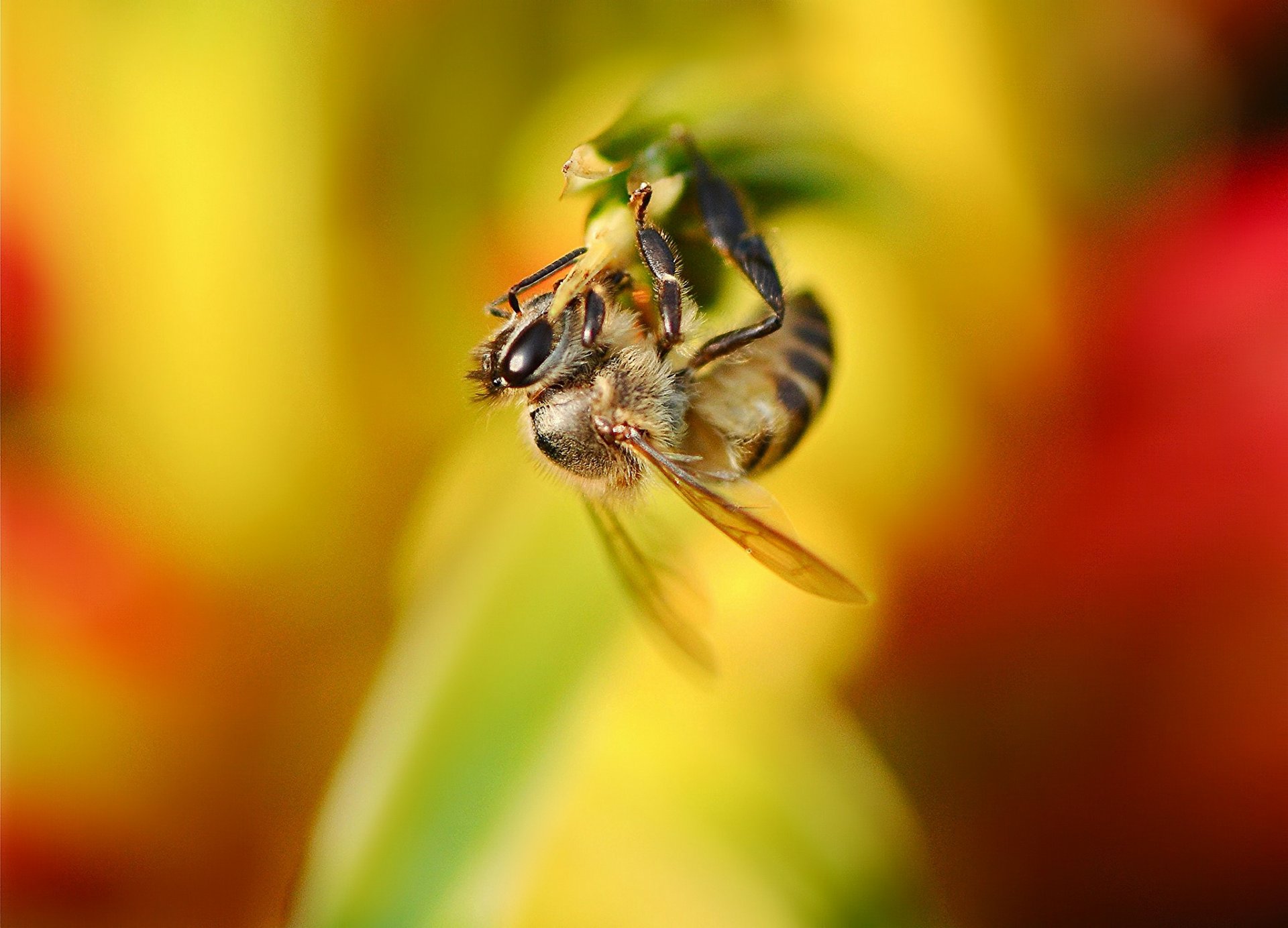 pianta fiore insetto ape sfondo