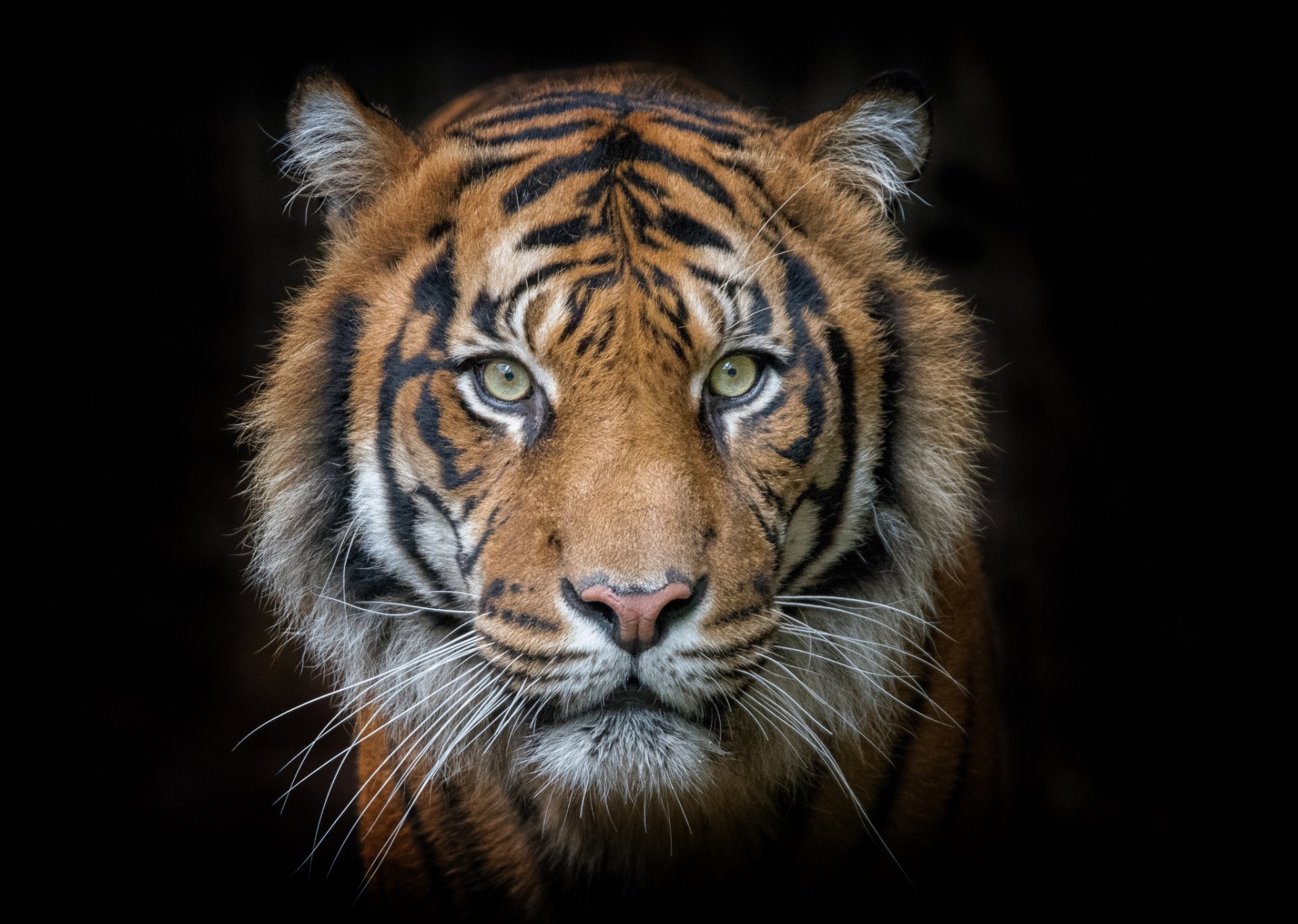 tiger portrait eyes face predator