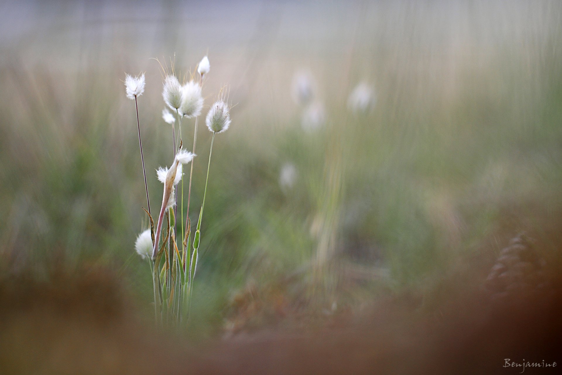 benjamine grass spikes blur