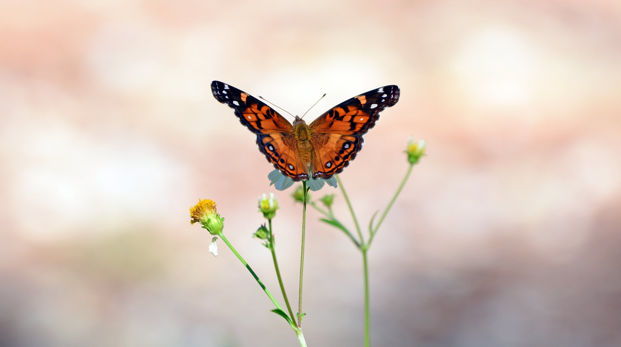 schmetterling flügel offene flügel stiele knospen antennen bokeh knospen ranken