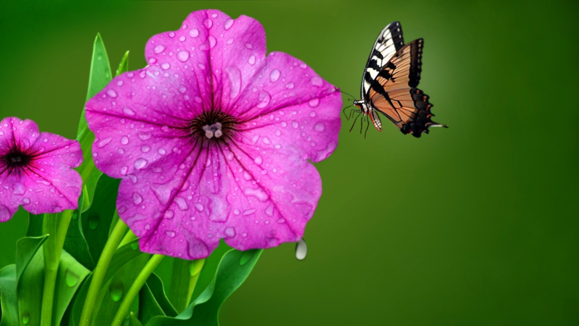 flower drops rosa butterfly