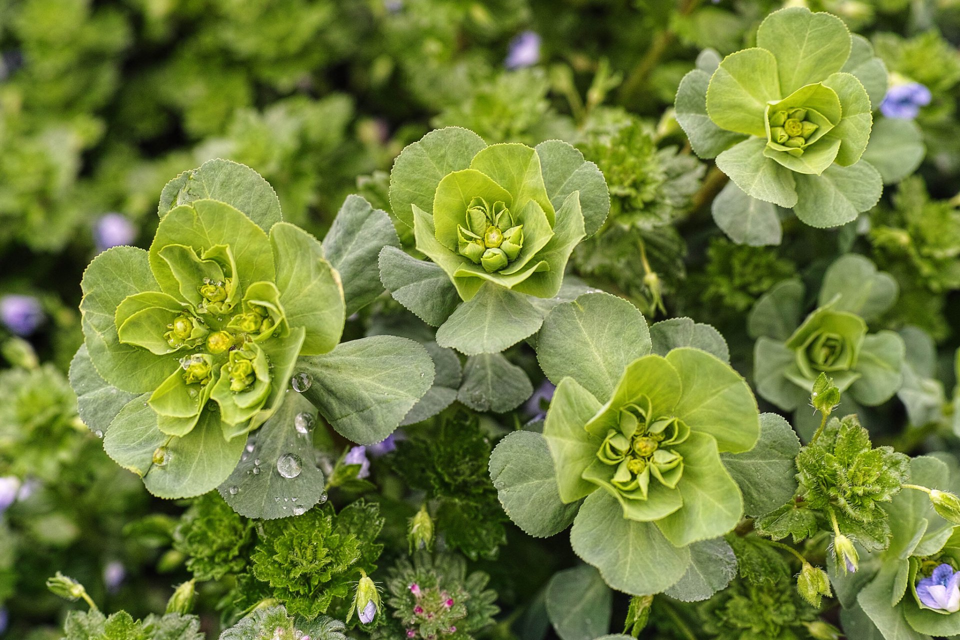 nature fleurs gros plan