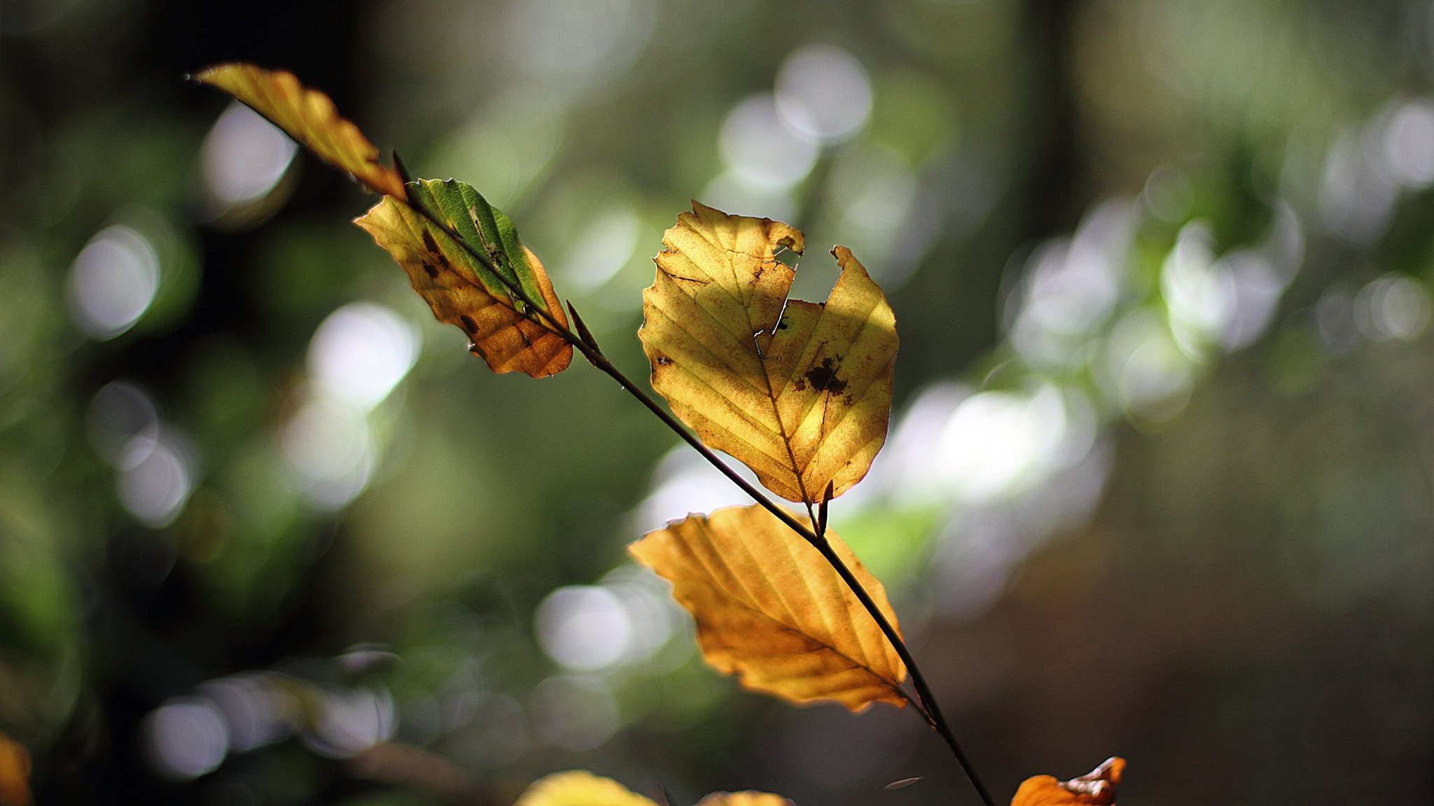 branch leaves autumn reflection