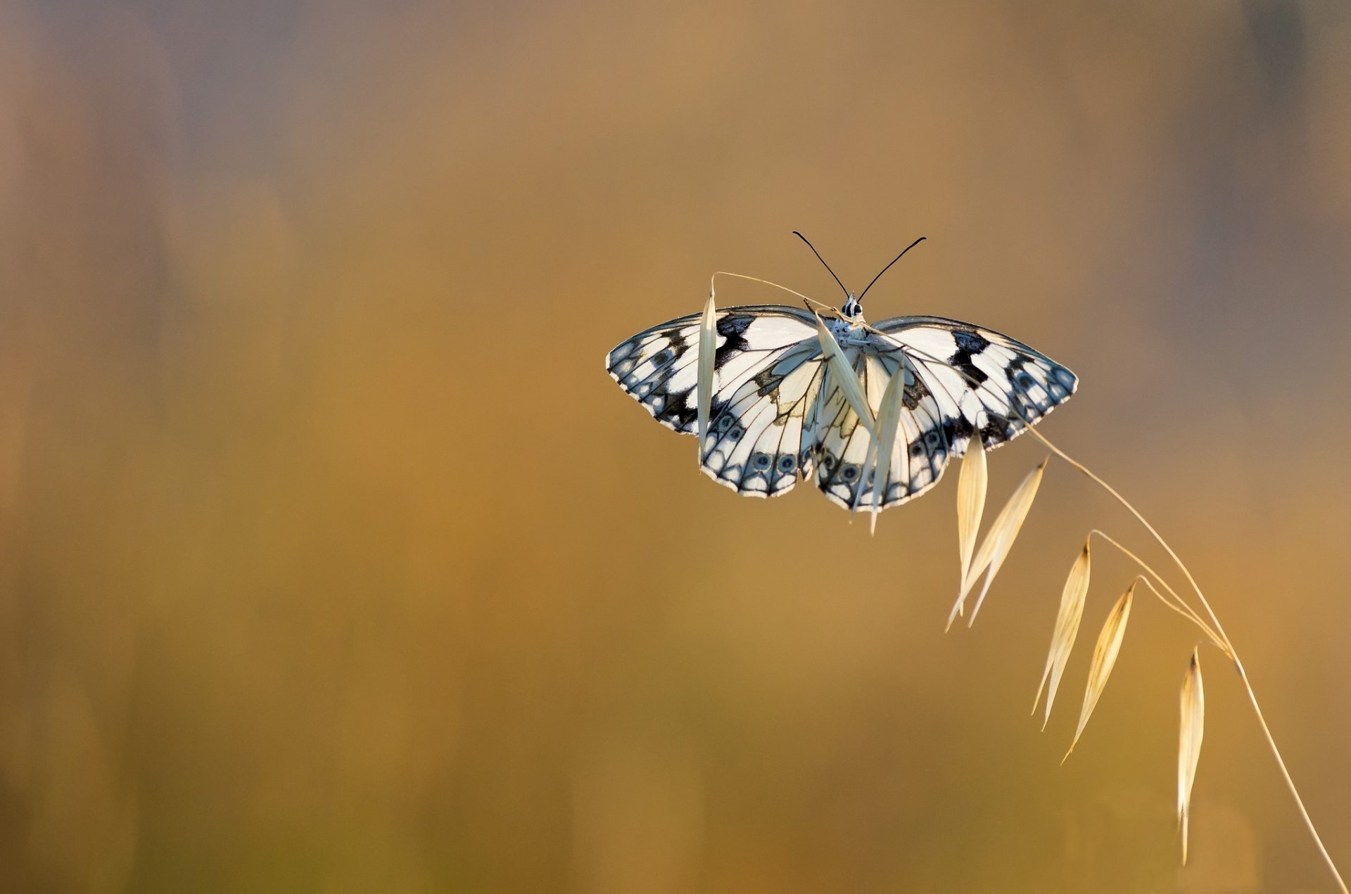 brin d herbe papillon fond