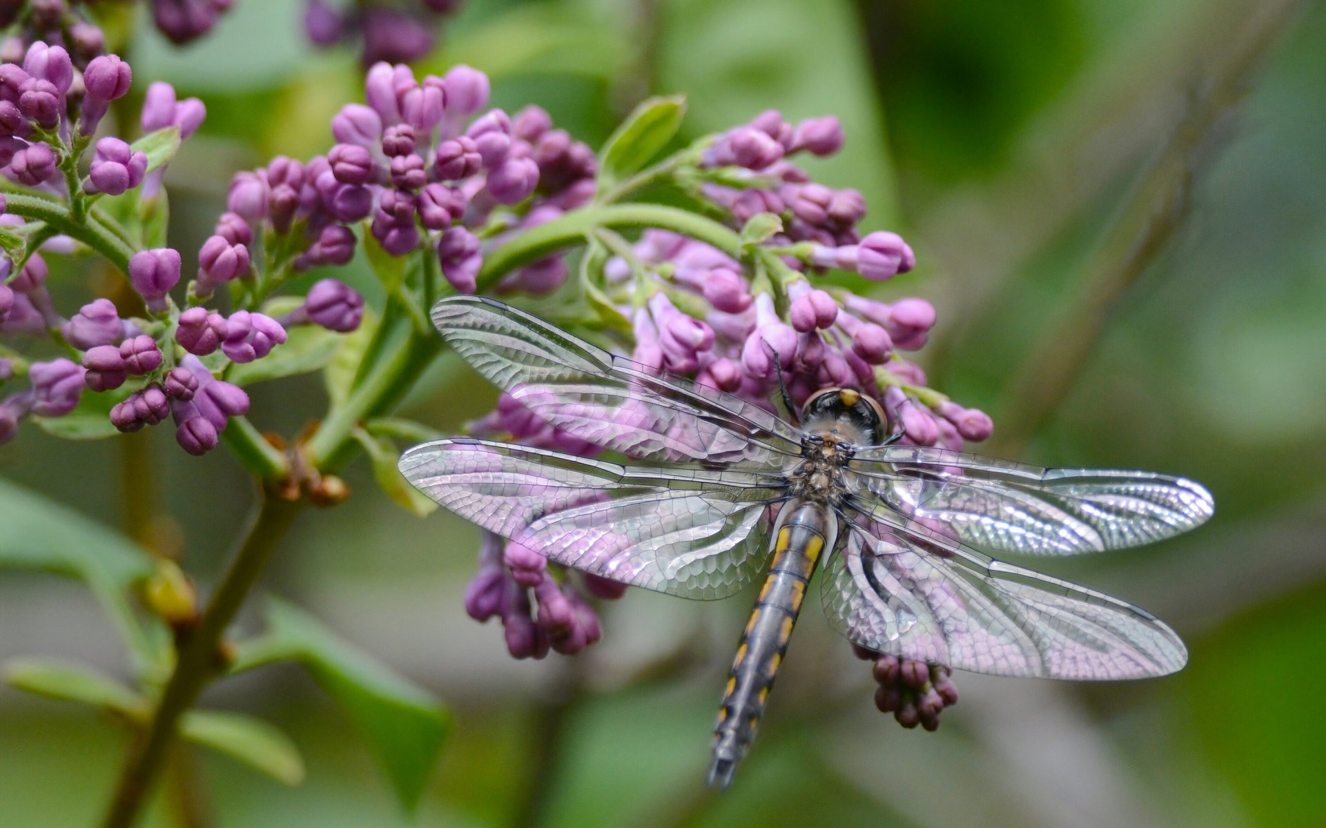 dragonfly lilac branch close up