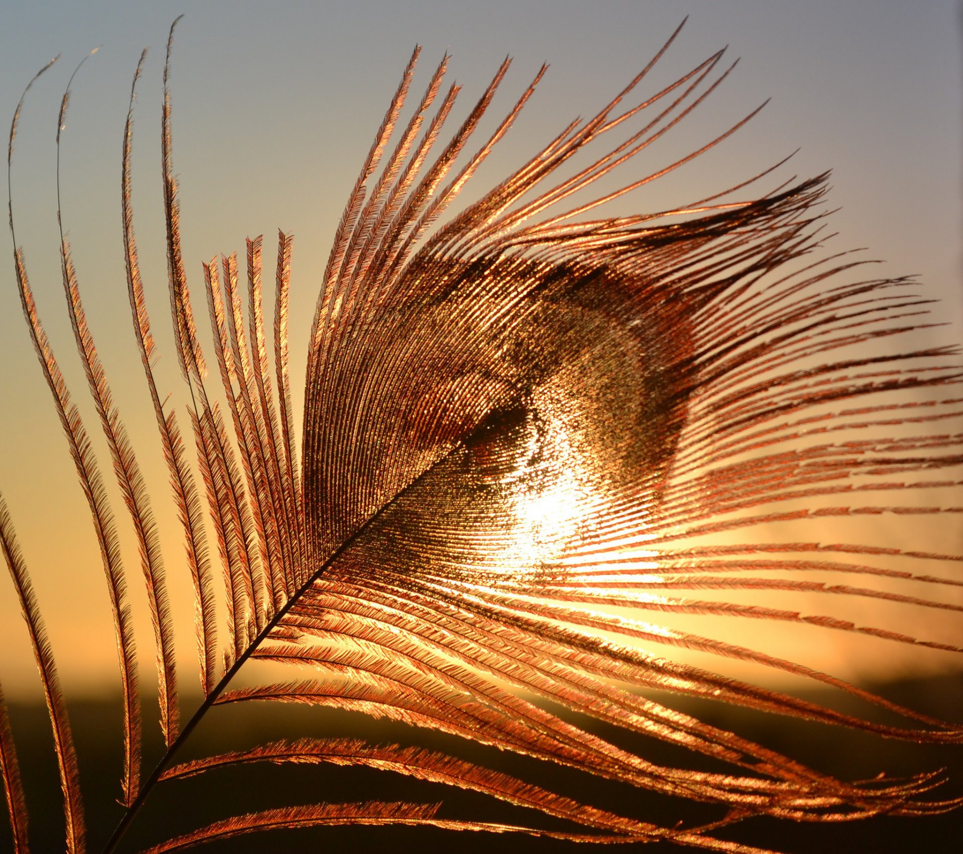 close up peacock feather sunset sky