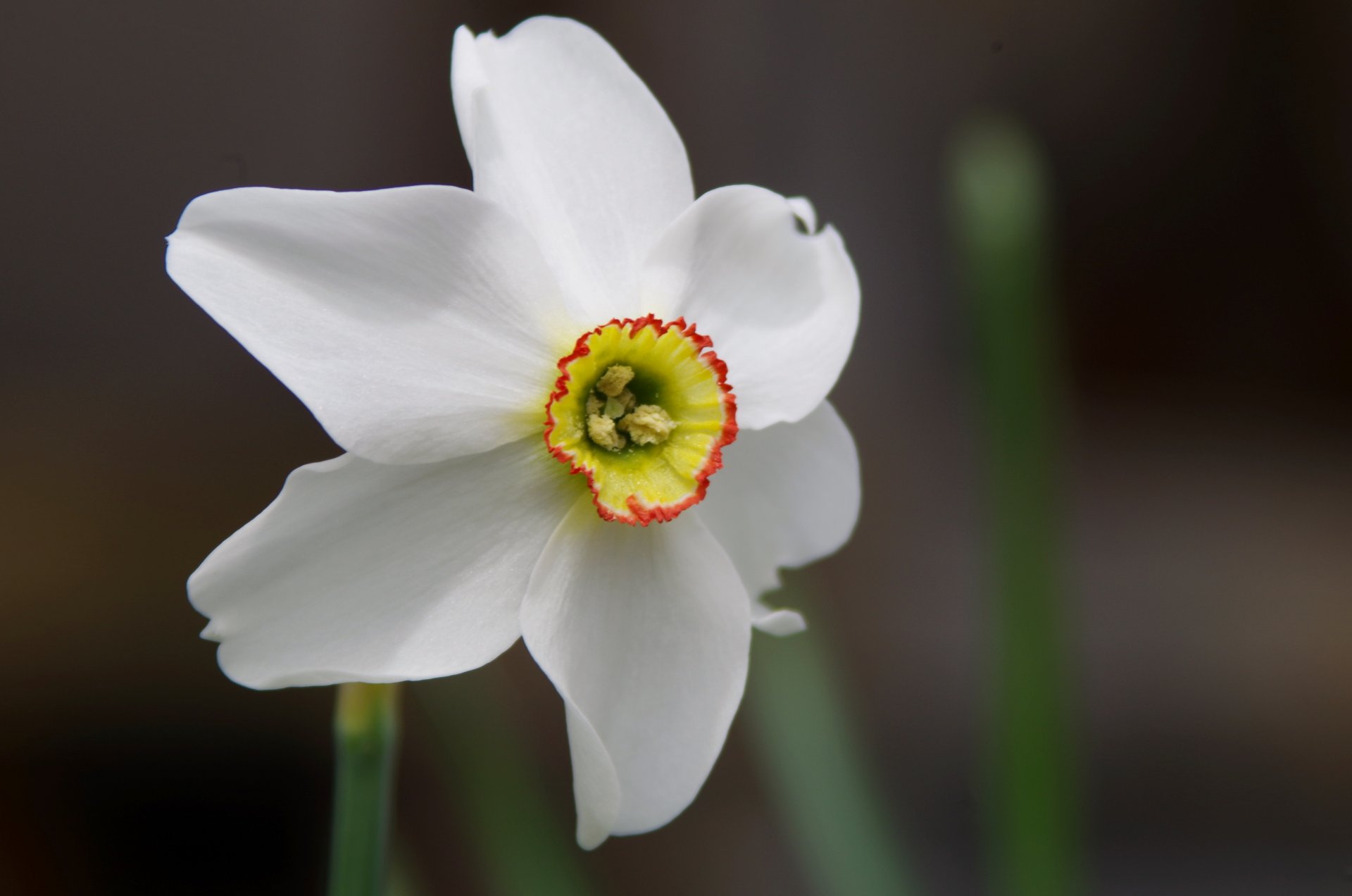 narcisse macro fleur bordure blanc