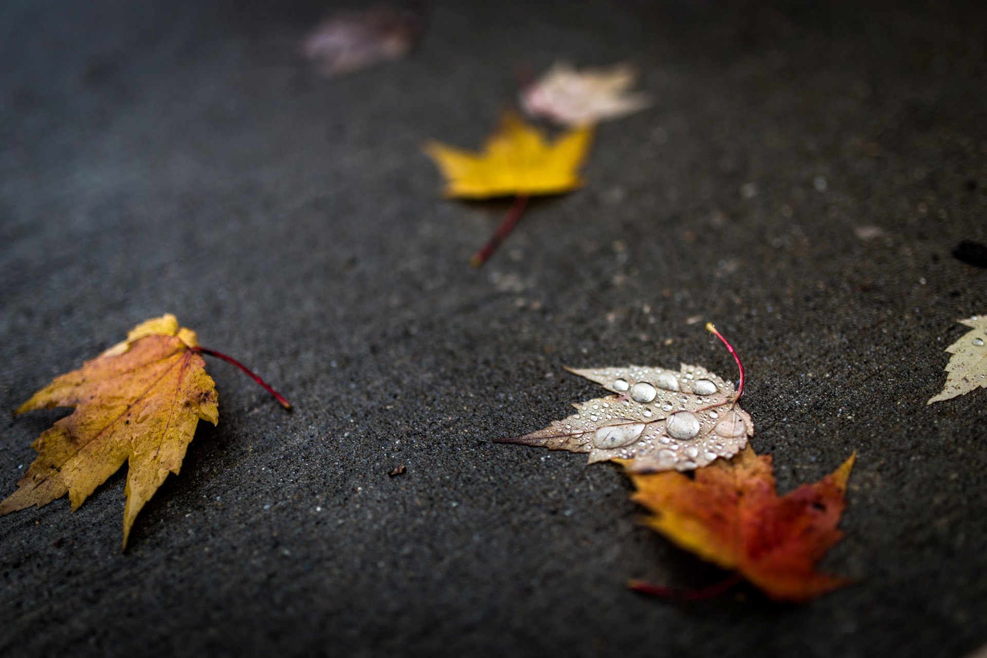 feuilles folioles gouttes eau automne gros plan