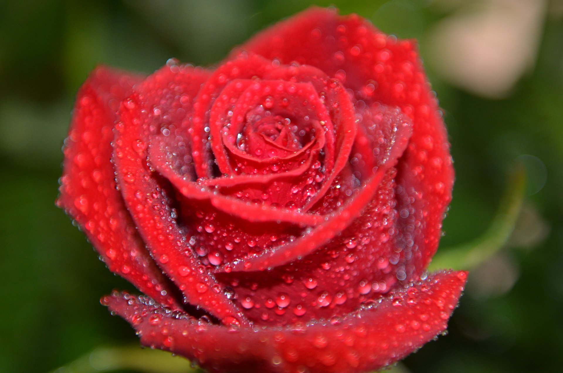 flor rosa pétalos gotas rocío agua