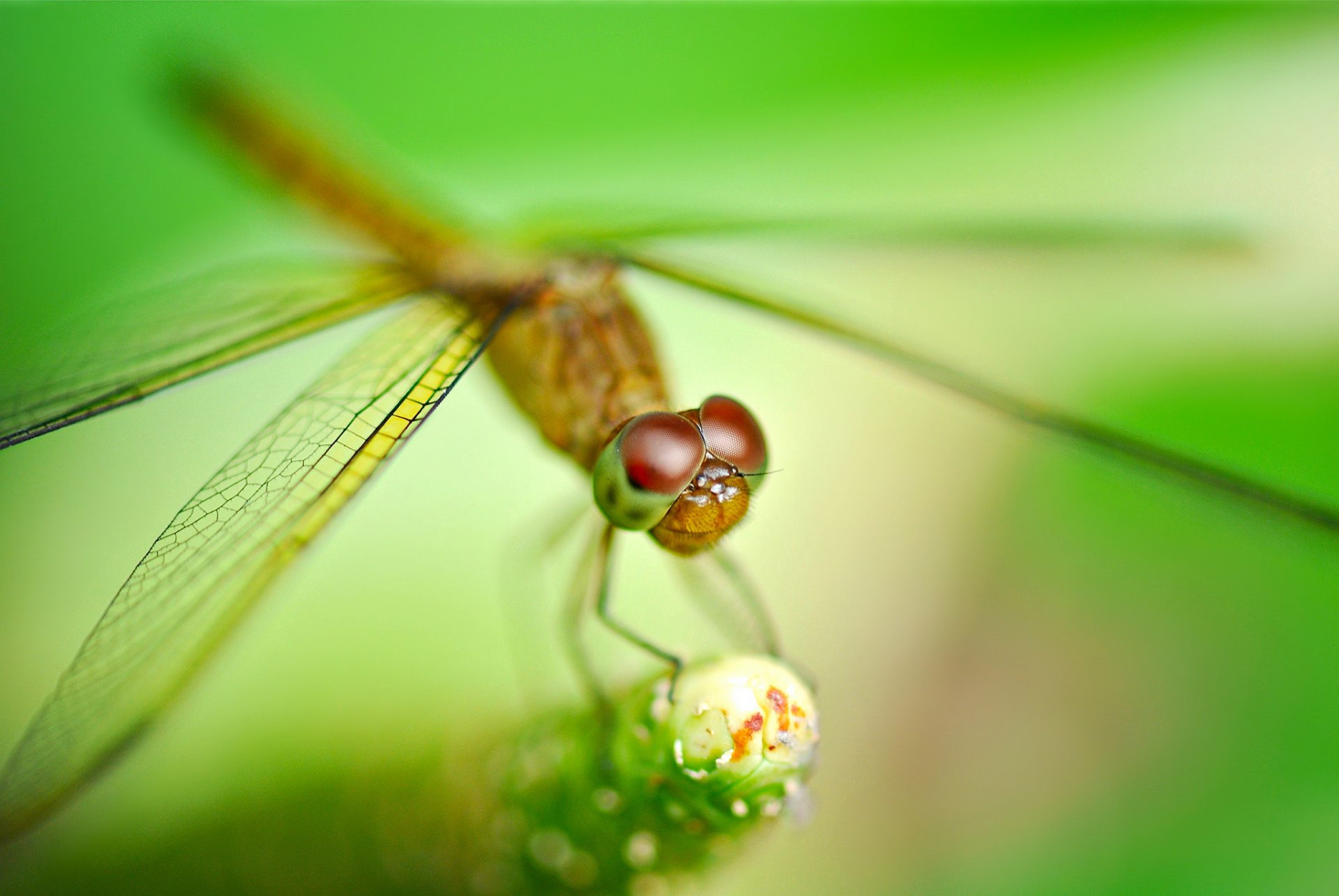 plante insecte libellule flou