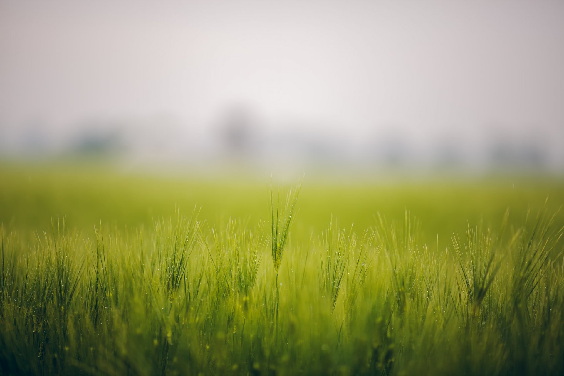 grass the field fog rosa spike