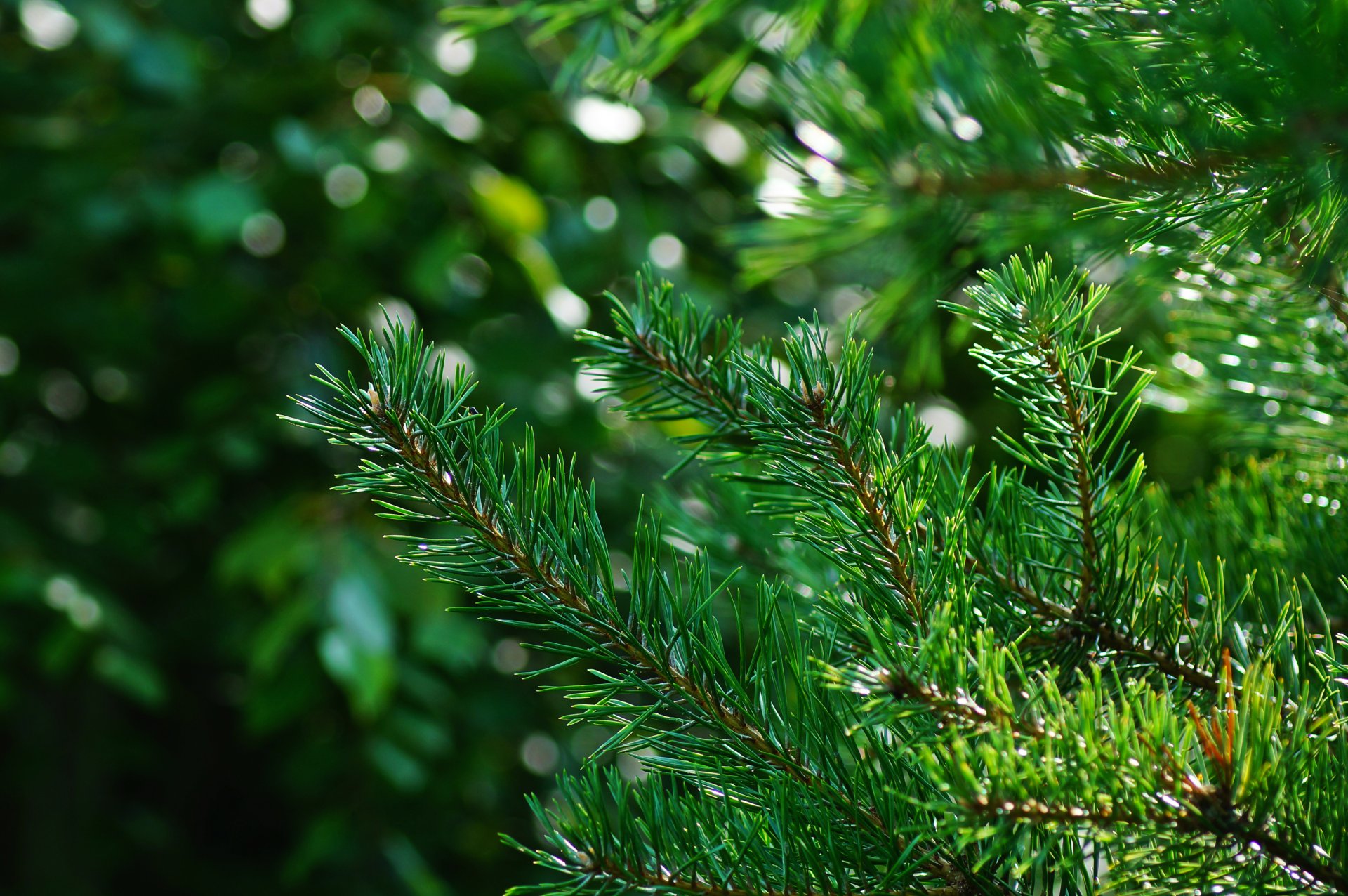 holz nadeln grün bokeh licht strahlen flecken