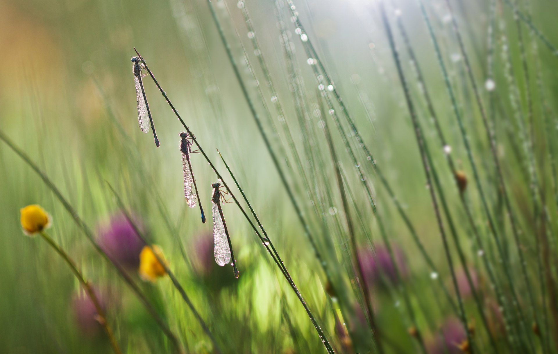 insectes libellules gros plan fleurs herbe