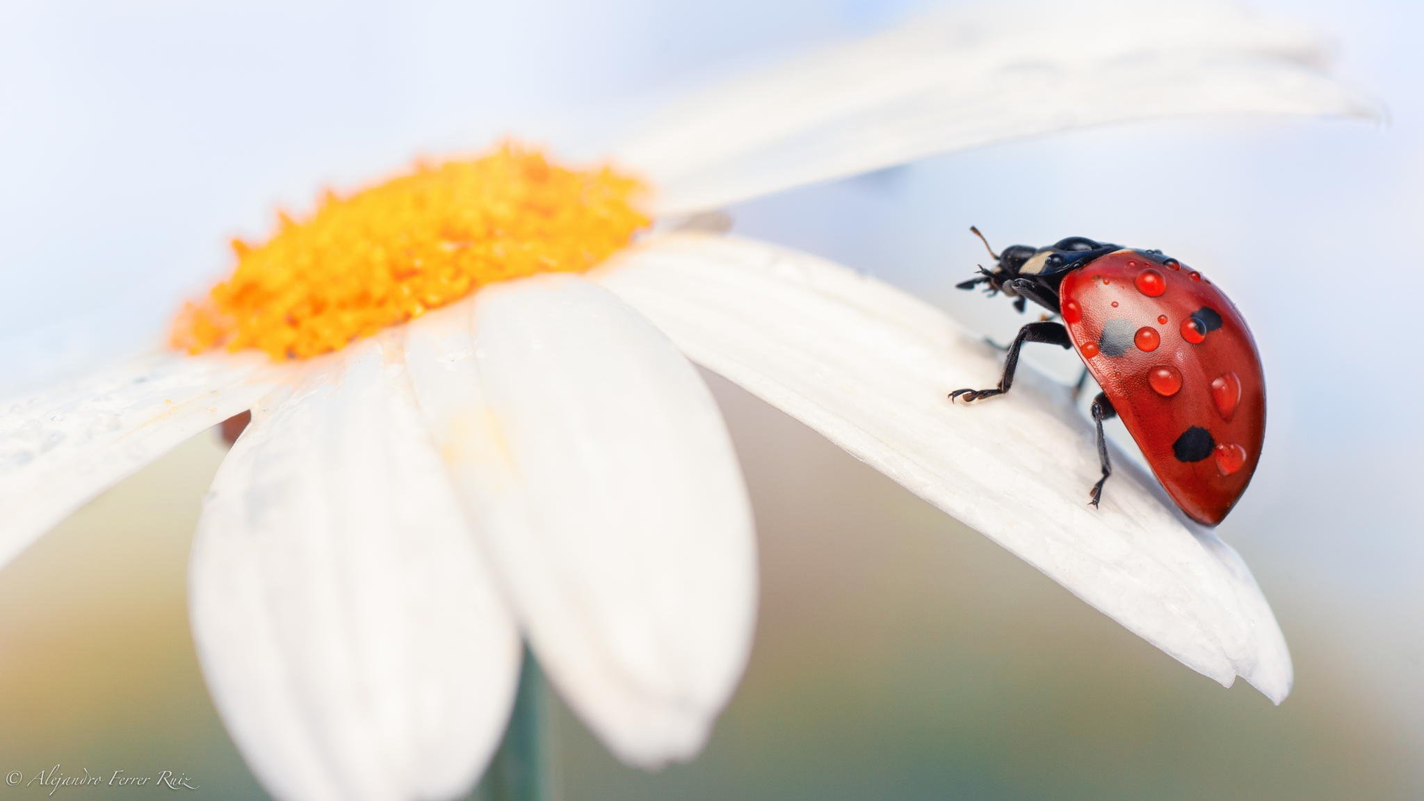 coccinella insetto macro fiore margherita rugiada gocce