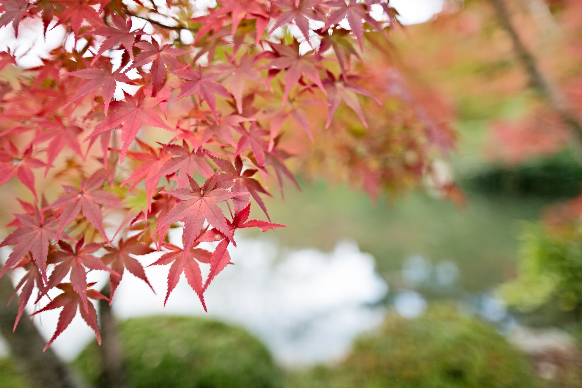 tree maple branches leaves red bokeh close up blur