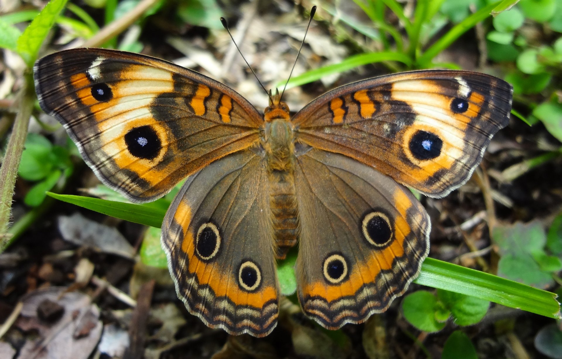 farfalla ali modello natura insetto falena