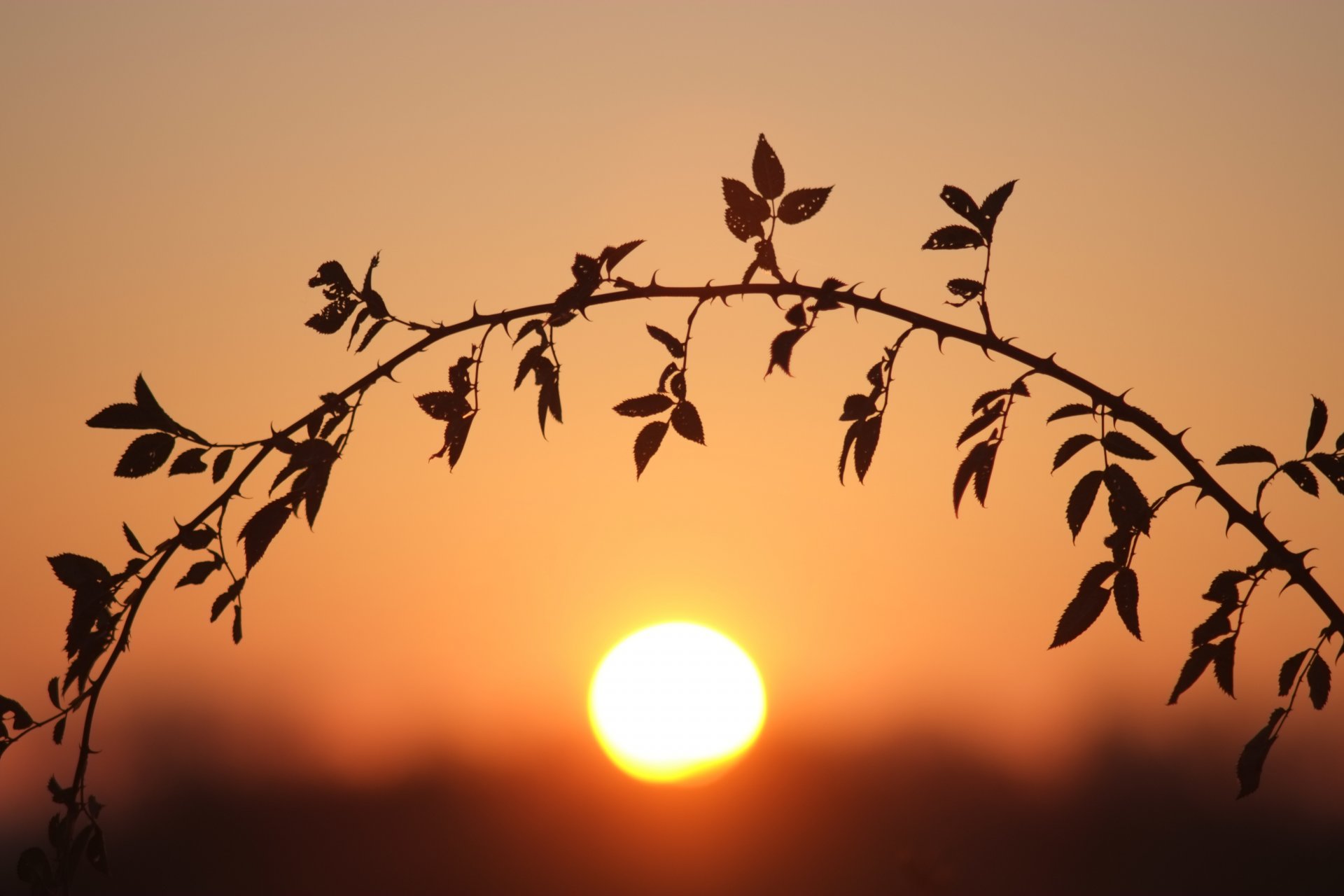 gambo sole bokeh