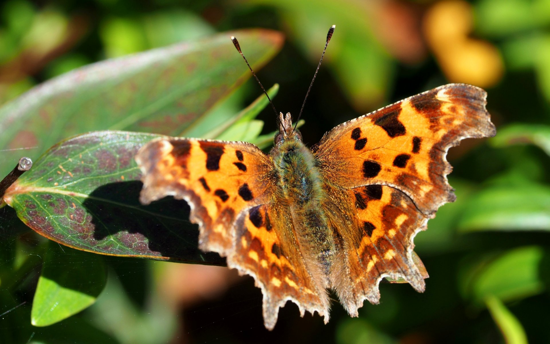 butterfly leaves nature moth wing