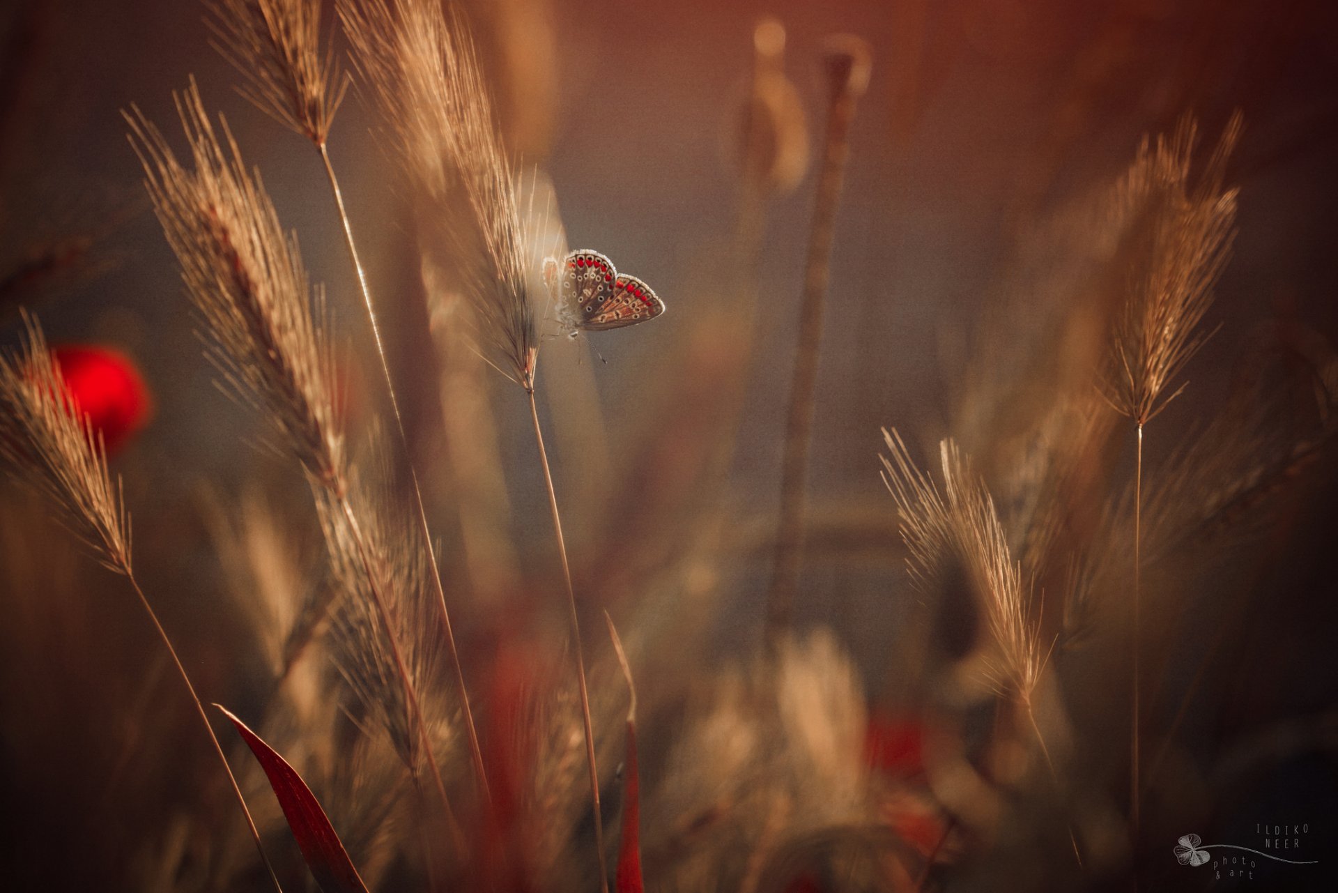 grass flower ears butterfly