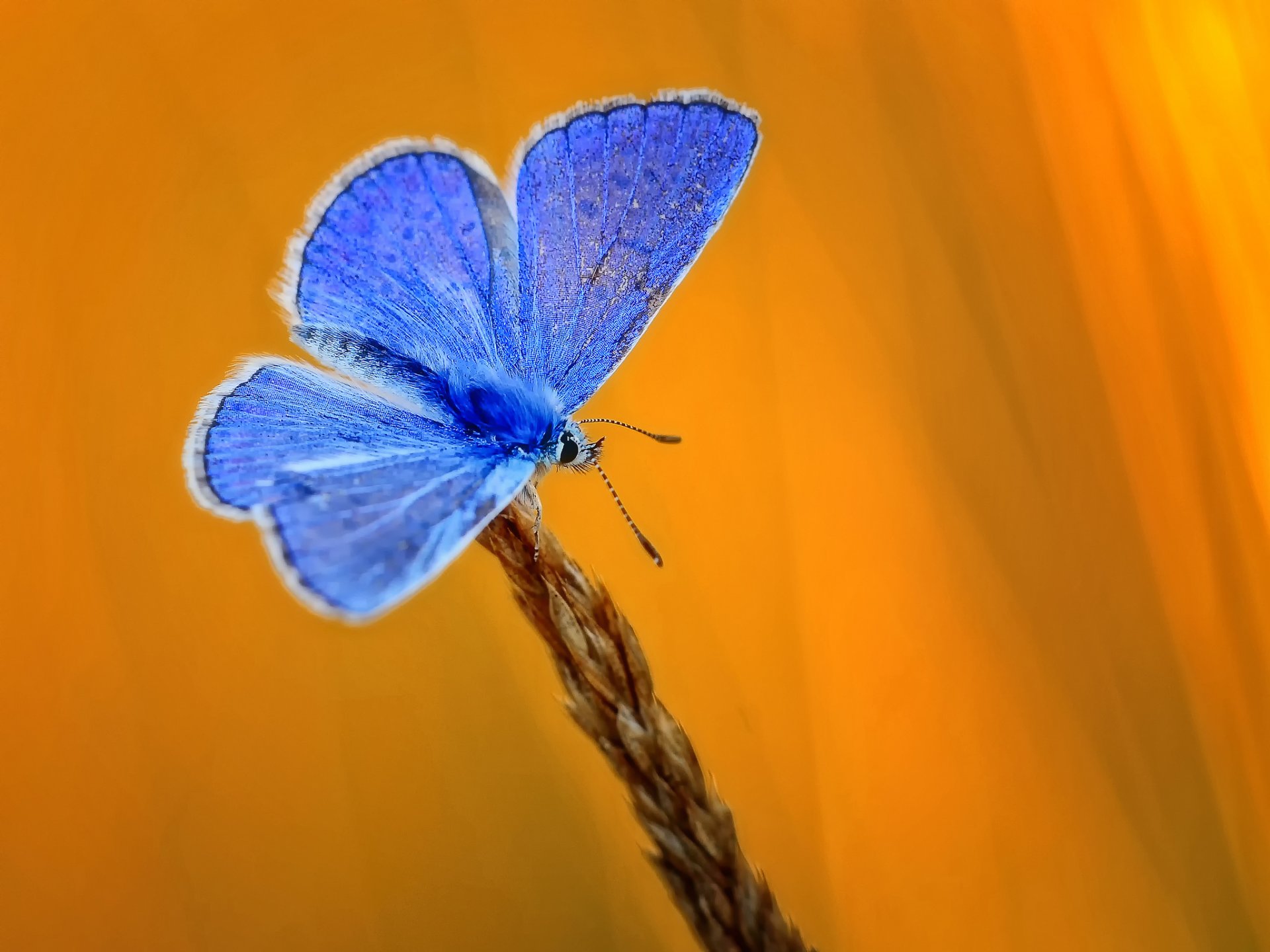 espiga mariposa azul fondo amarillo