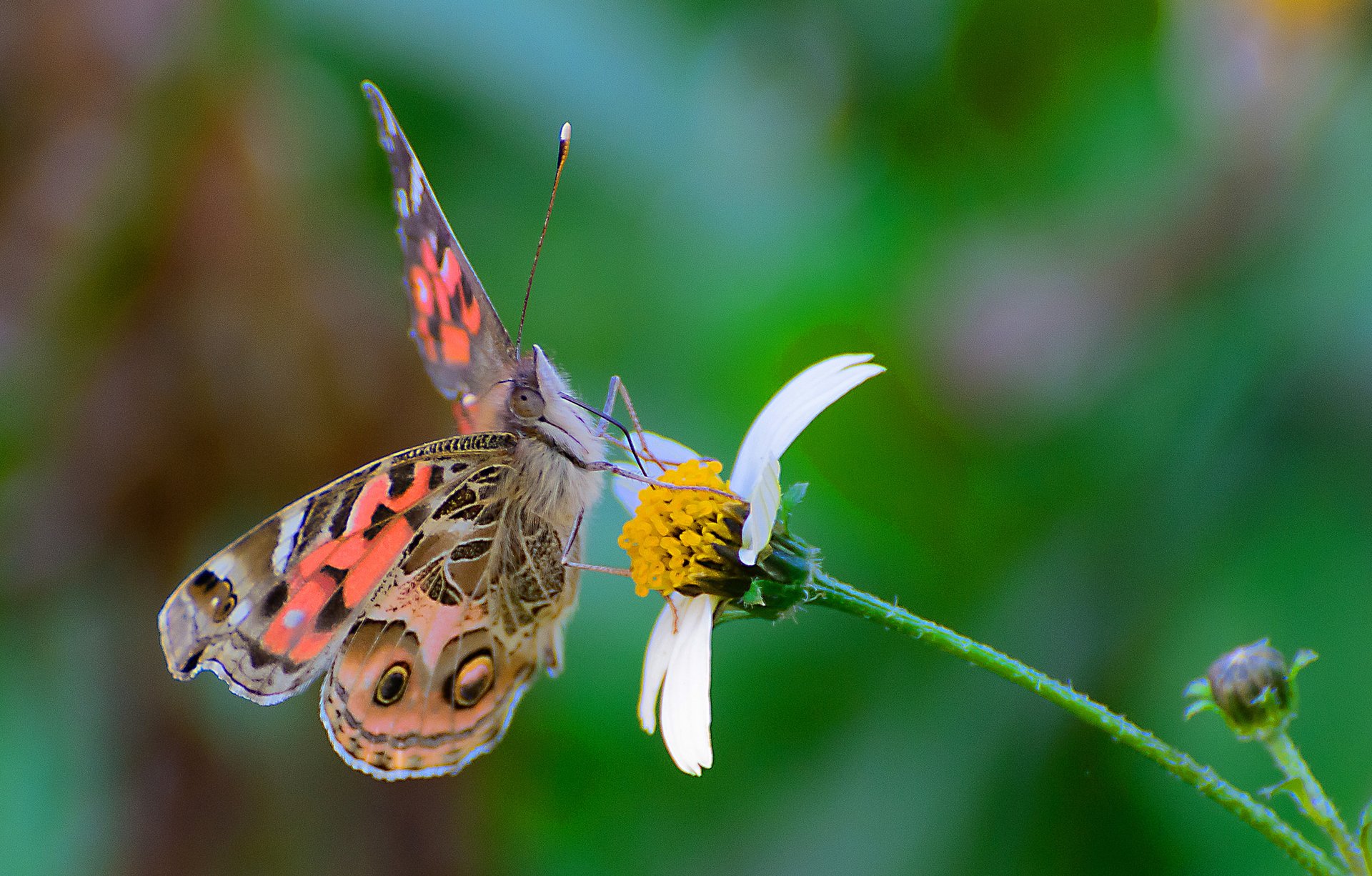 butterfly wings flower moth