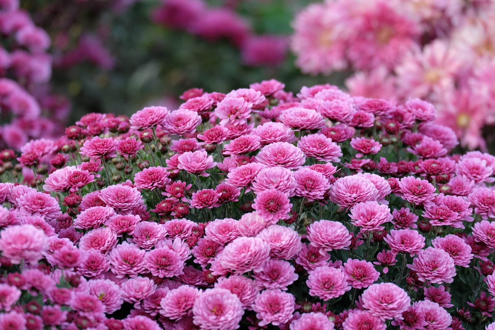 automne fleurs chrysanthème gros plan lilas bokeh