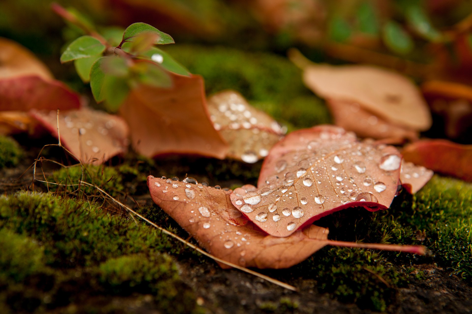 macro hoja hoja hojas gota agua rocío macro hoja dejar gotas naturaleza otoño