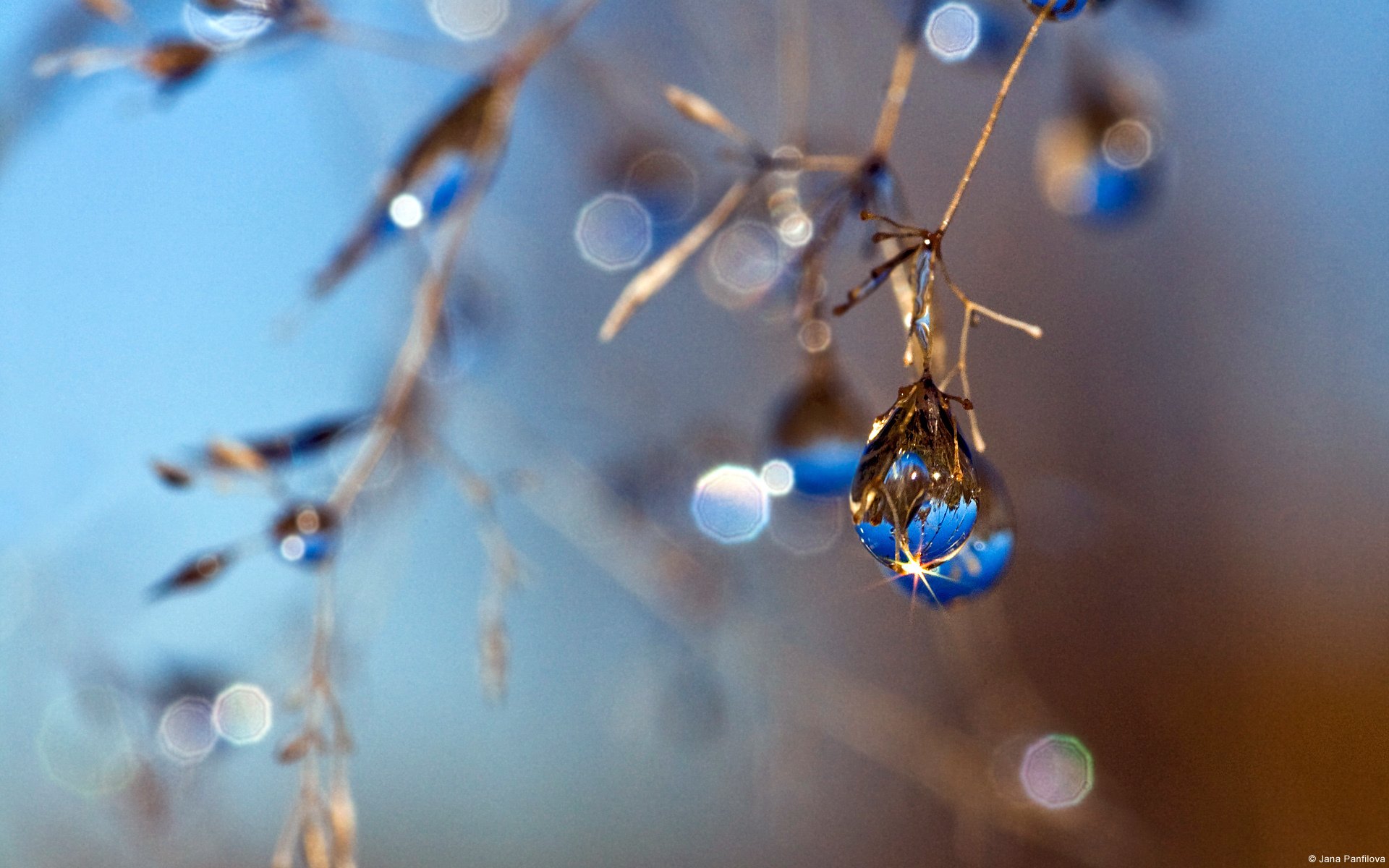 janapanfilova herbst tropfen blau unschärfe