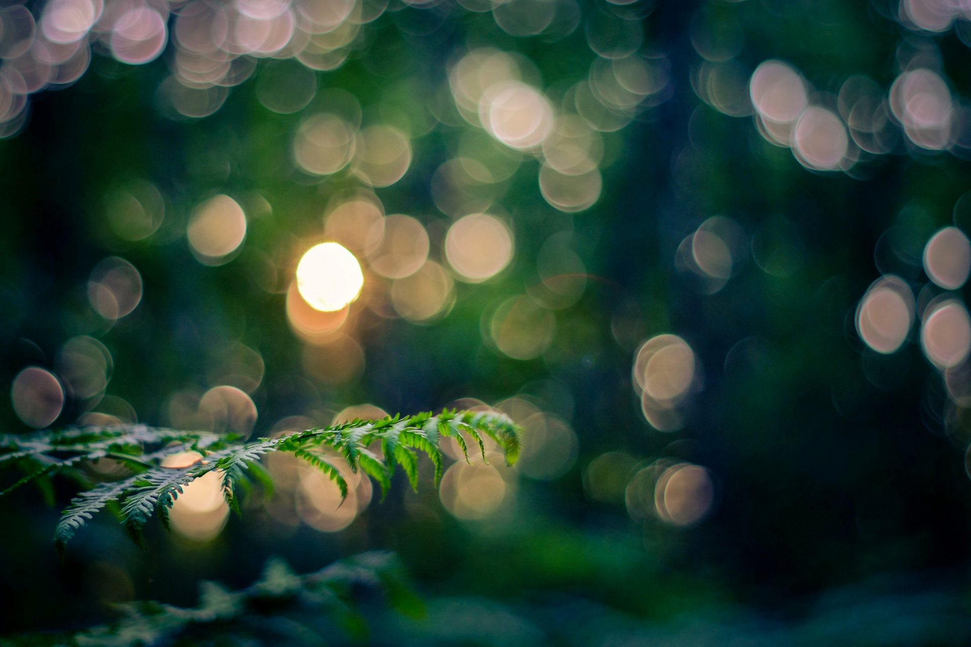 branche brindille feuilles macro nature lumière soirée bokeh