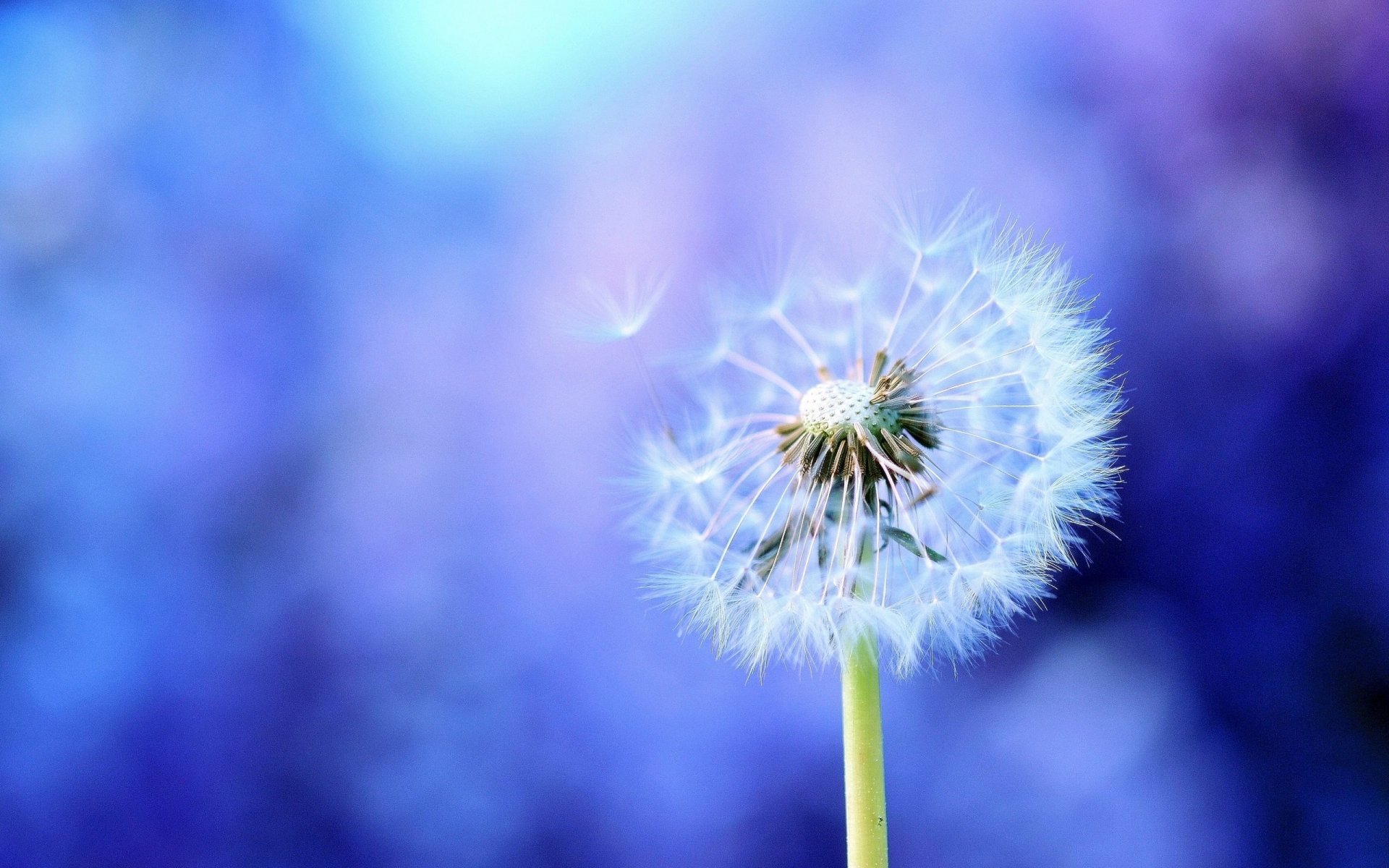 dandelion close up purple blue background