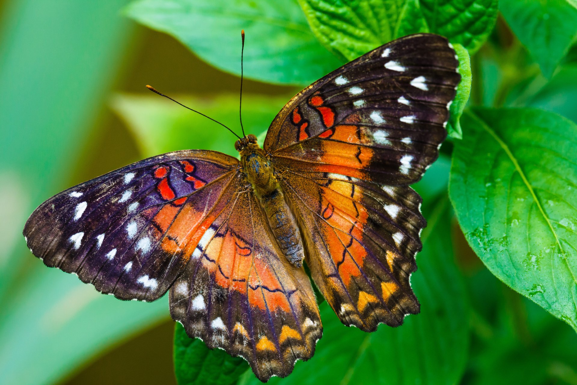 papillon ailes modèle feuilles plante papillon