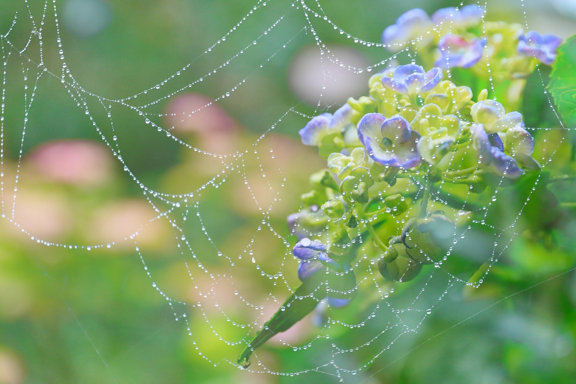 blumen hortensie spinnennetz tau tropfen makro