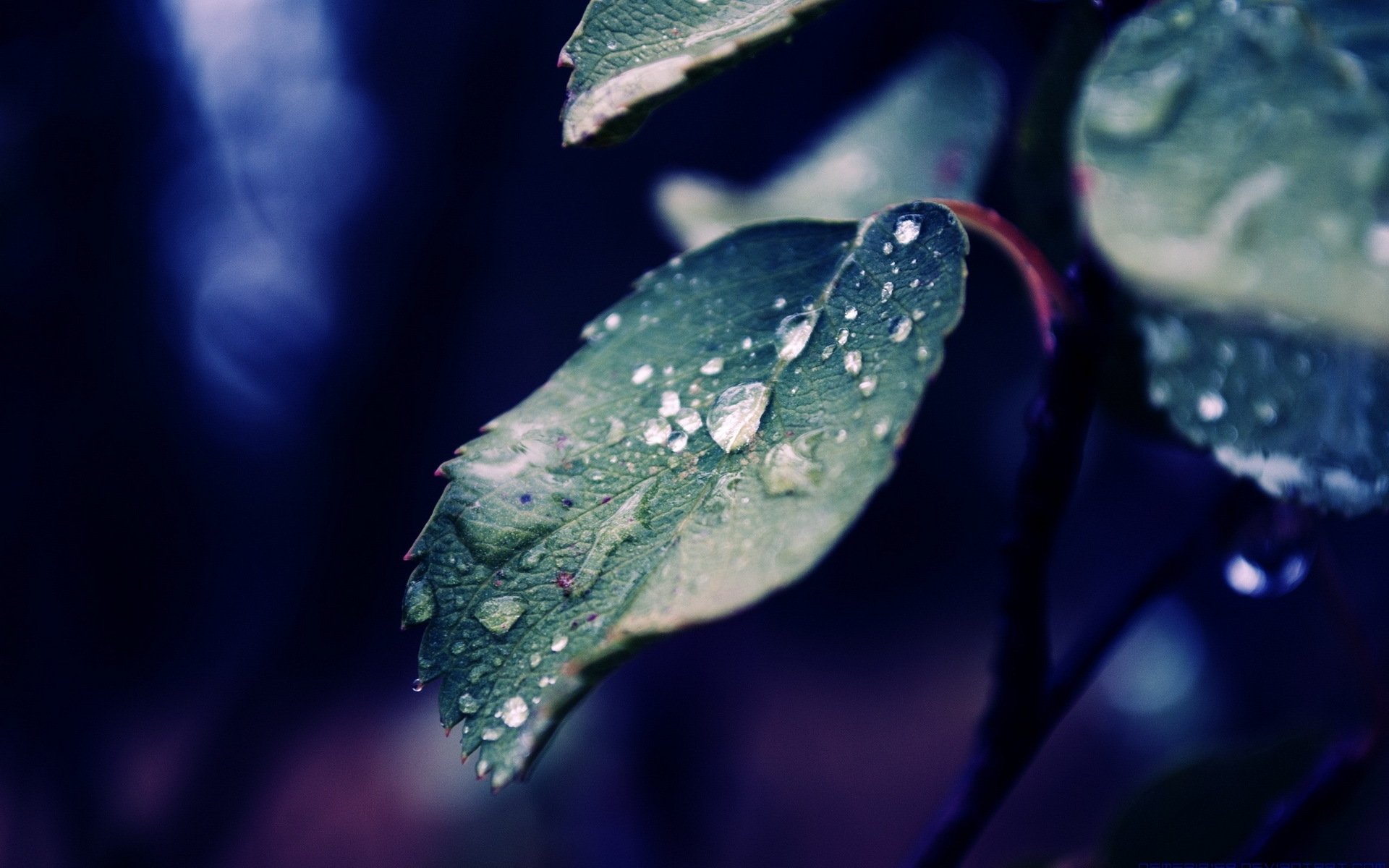 heet rosa drops close up