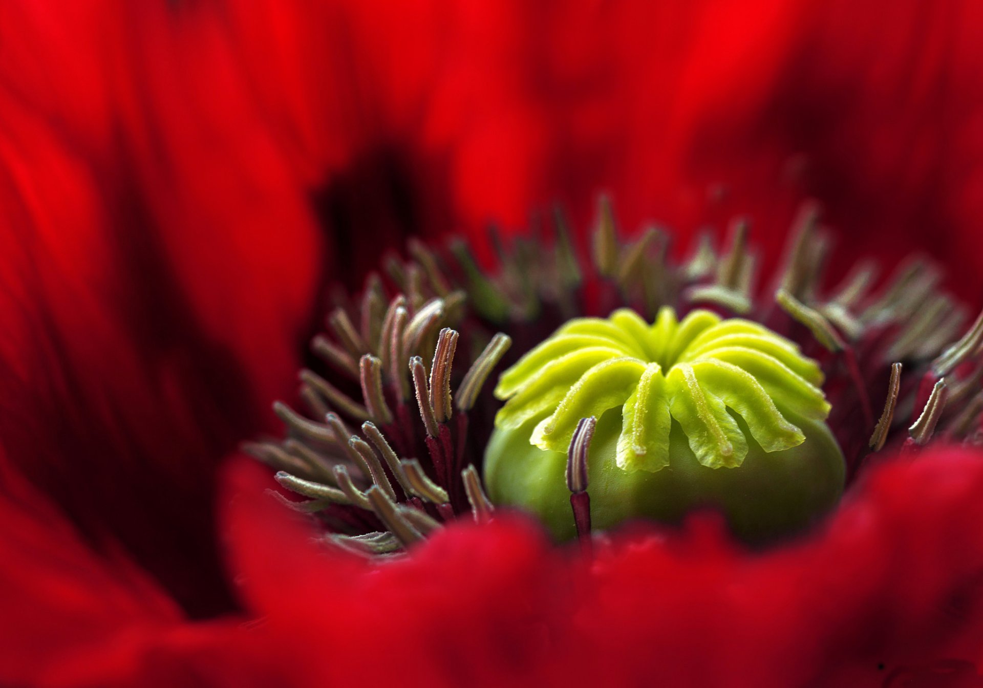 flor rojo amapola pistilos estambres pétalos