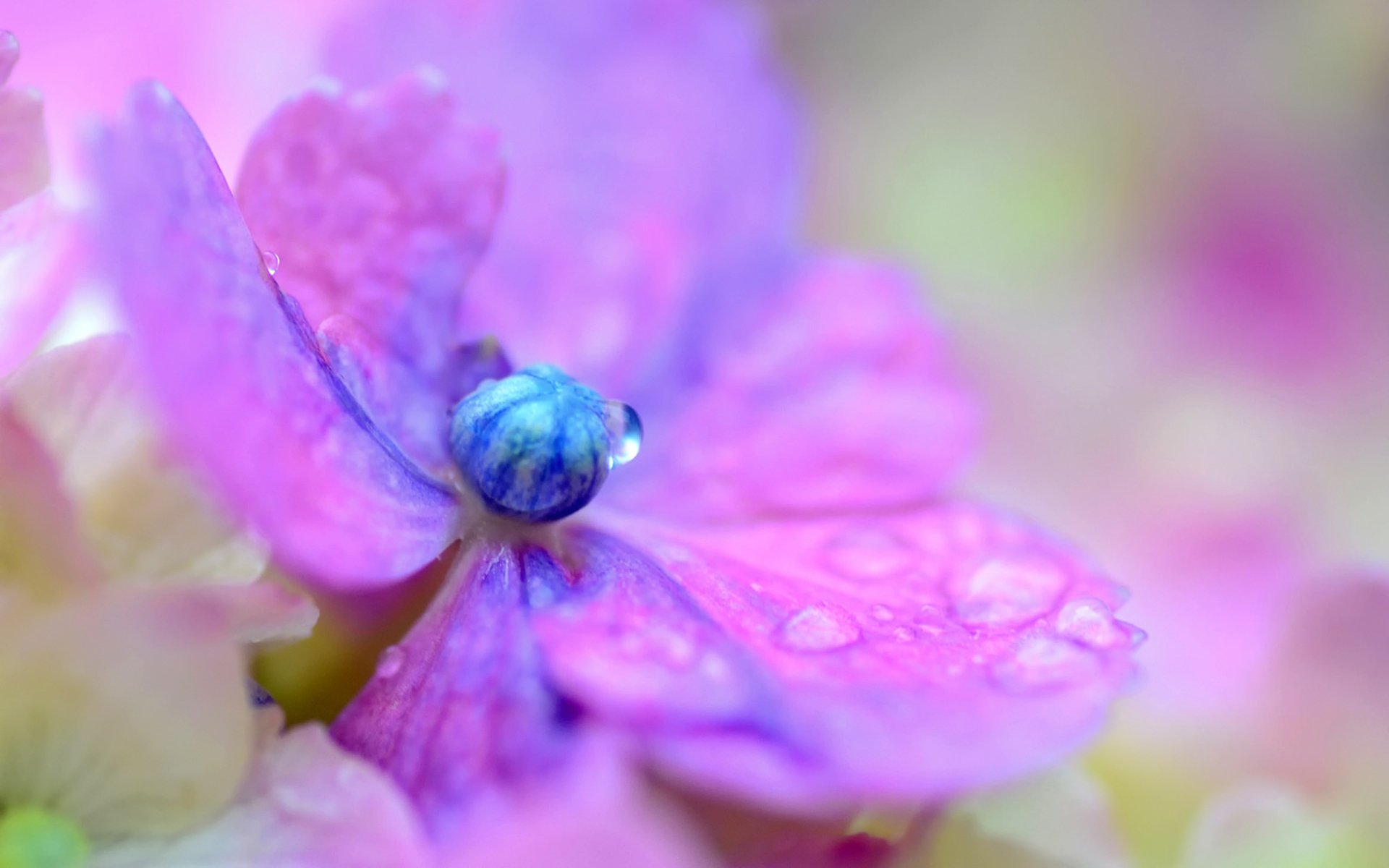 hortensia fleur lilas pétales gouttes macro flou