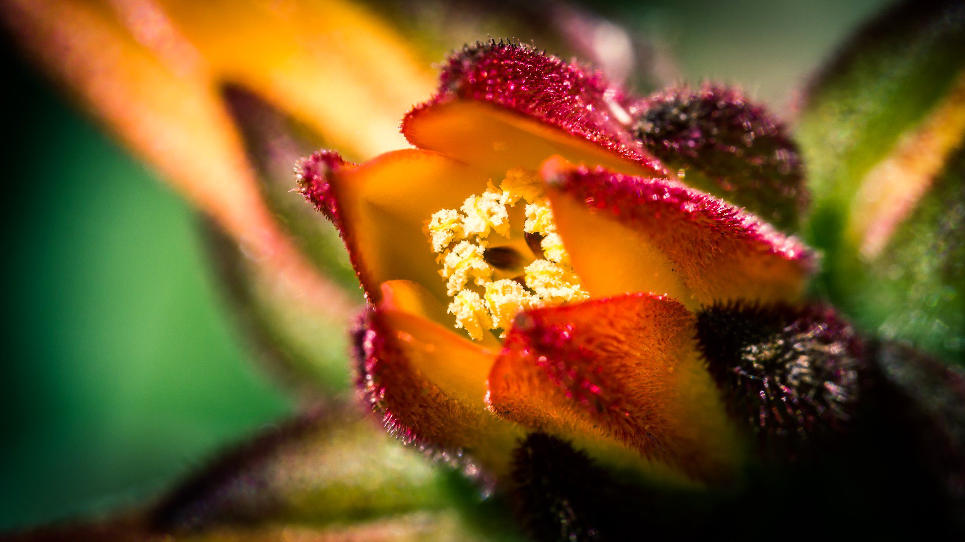 flower petals nature plant