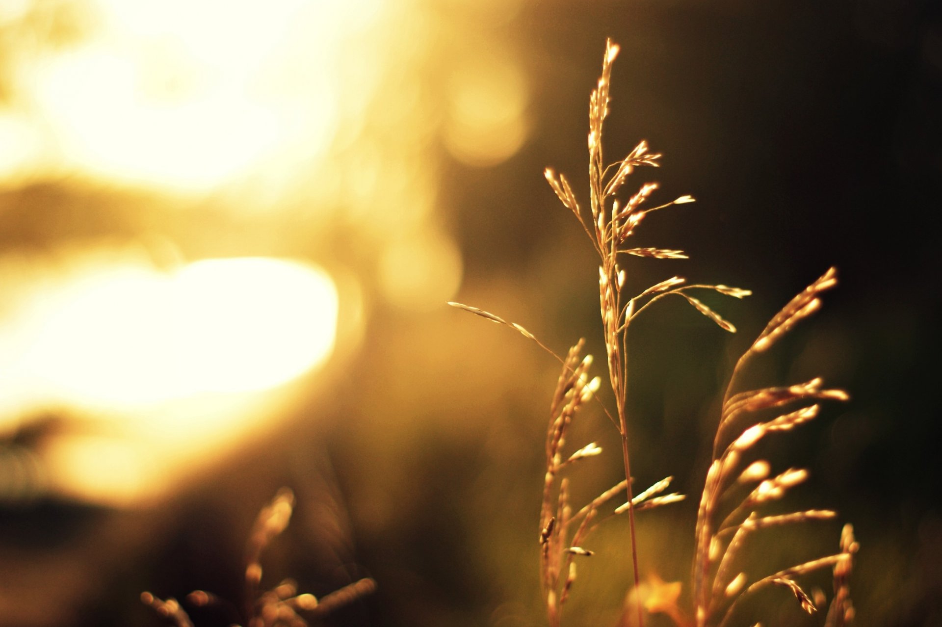 gras stiel pflanze bokeh unschärfe licht sonne